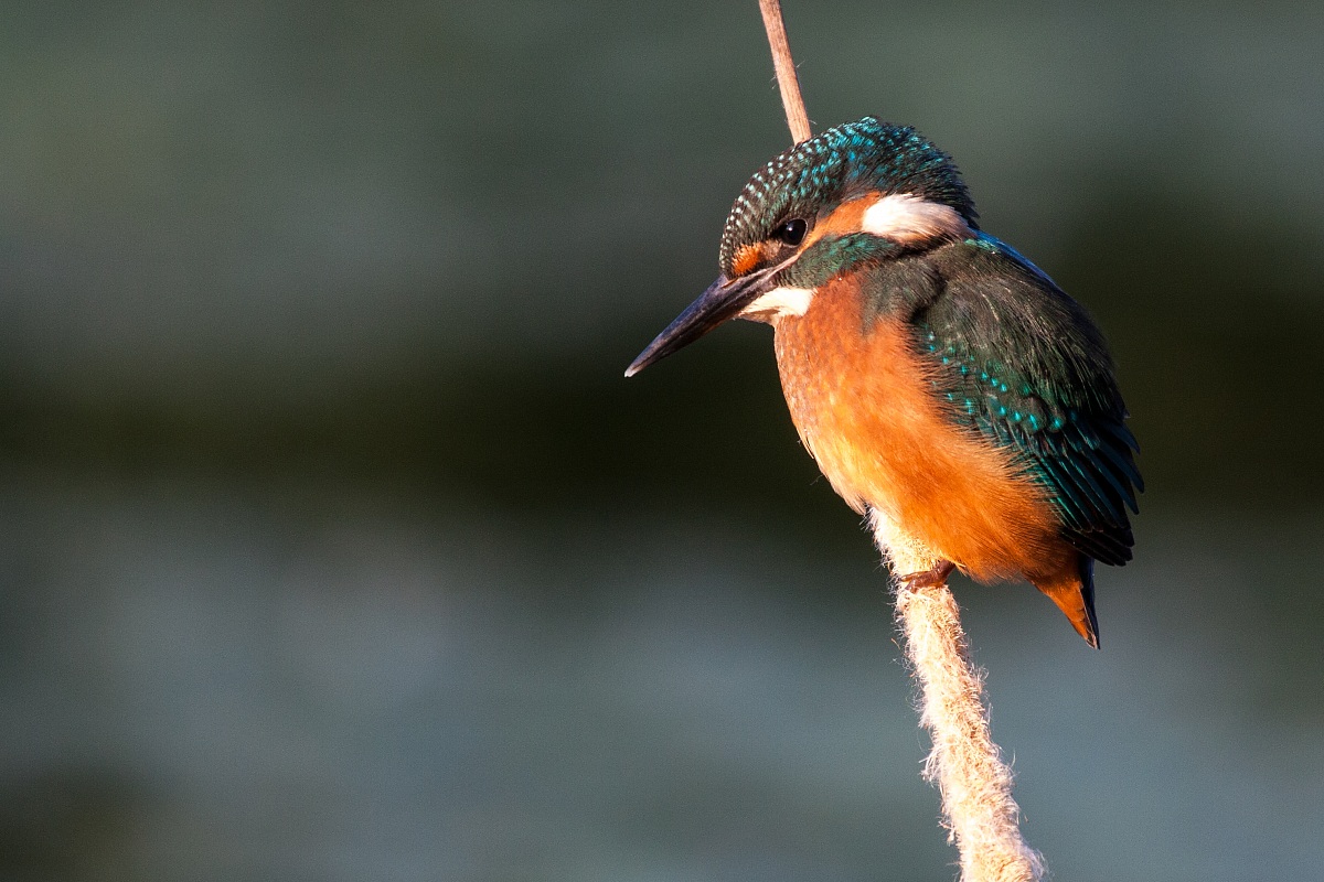 Kingfisher - Alcedo atthis