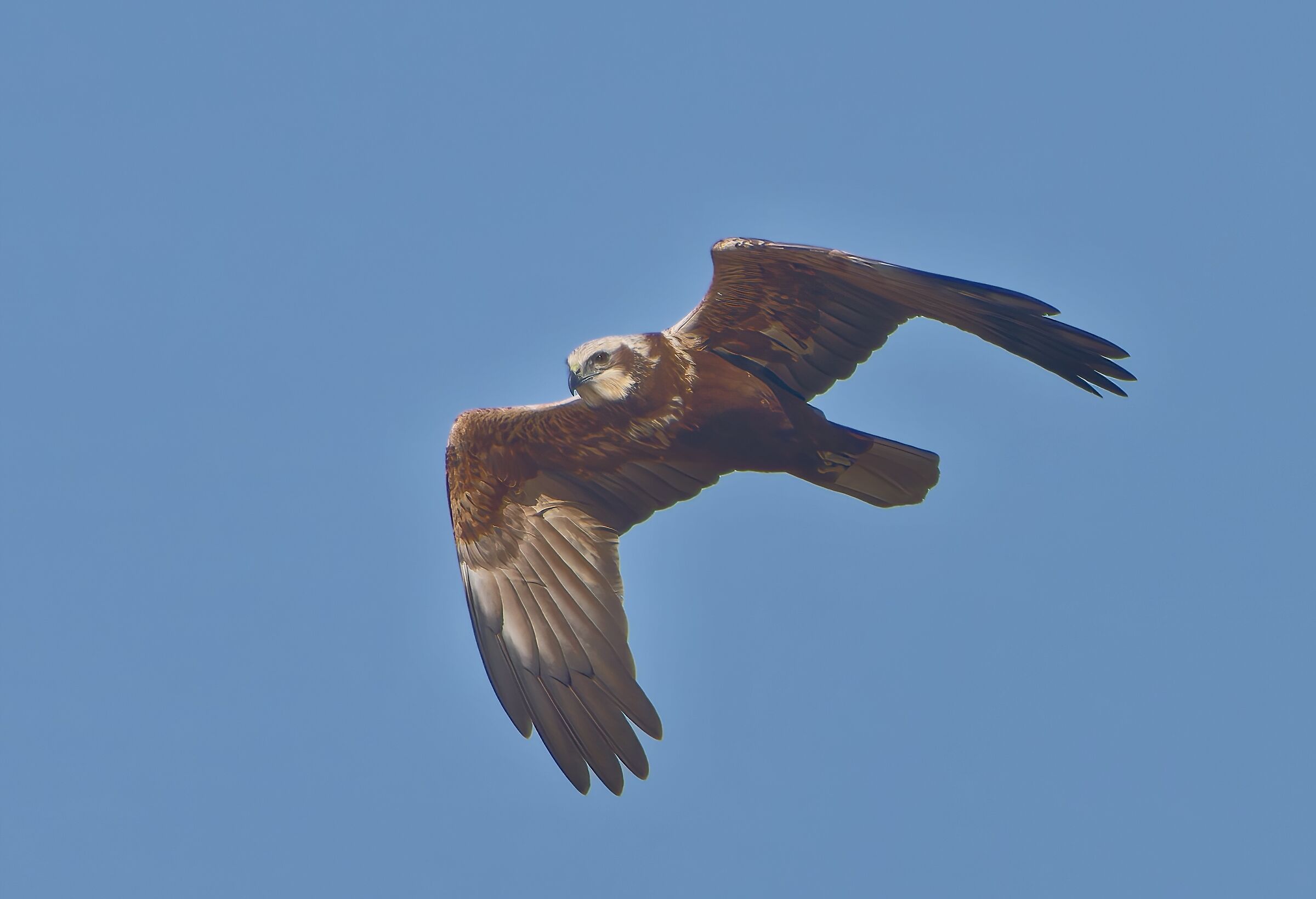 Falco di palude femmina