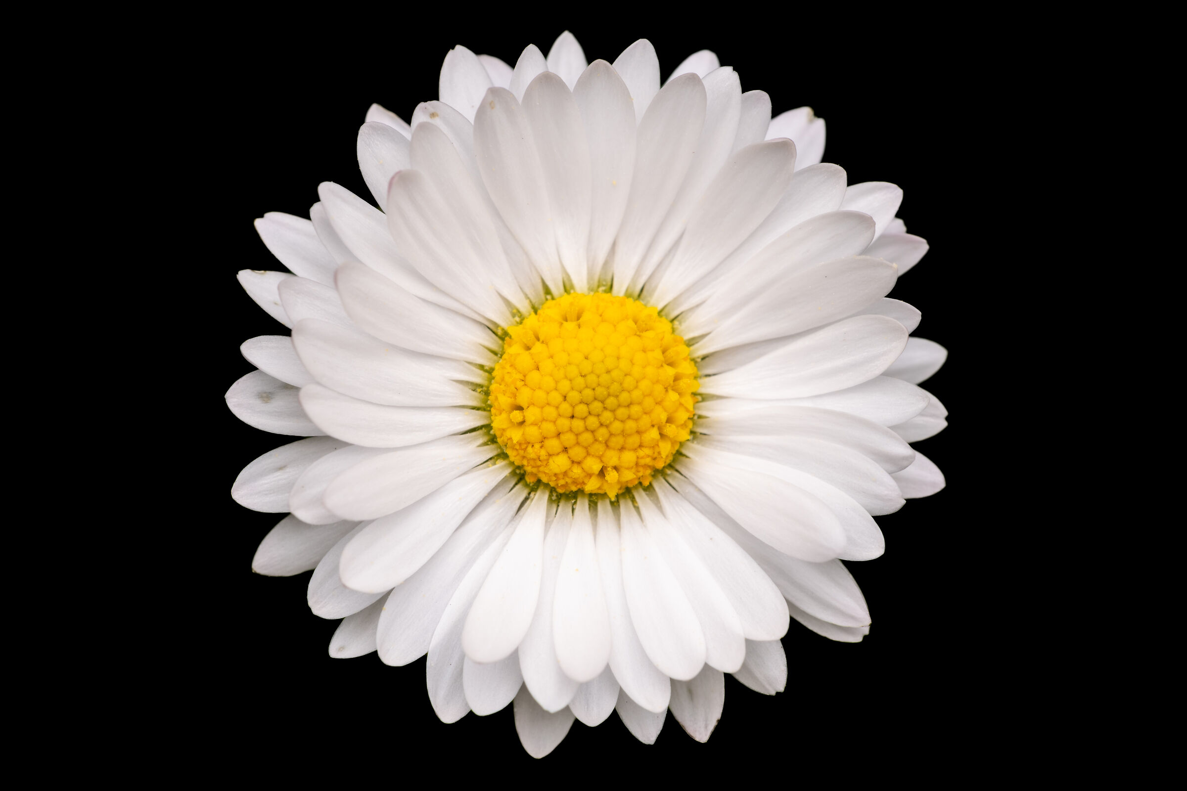 Simplicity
