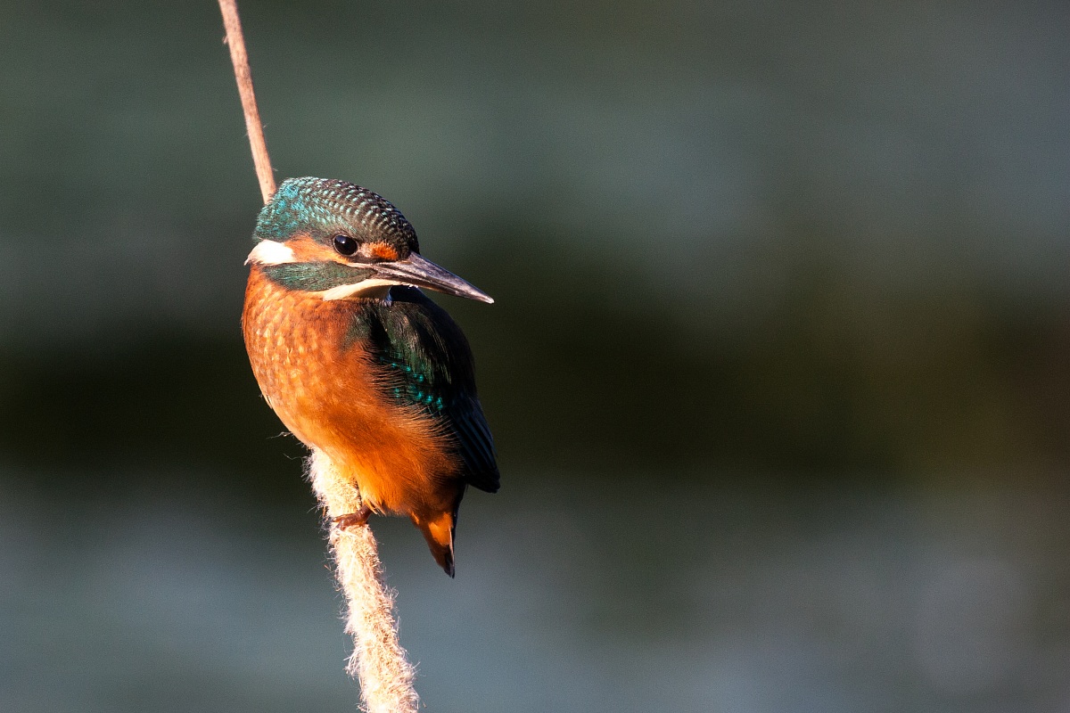 Kingfisher - Alcedo atthis