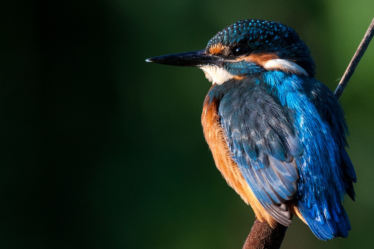 Kingfisher - Alcedo atthis