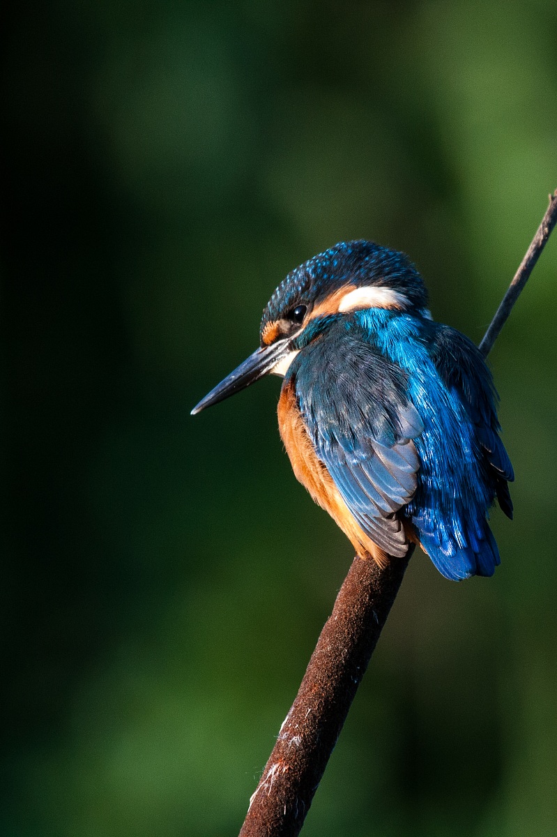 Kingfisher - Alcedo atthis