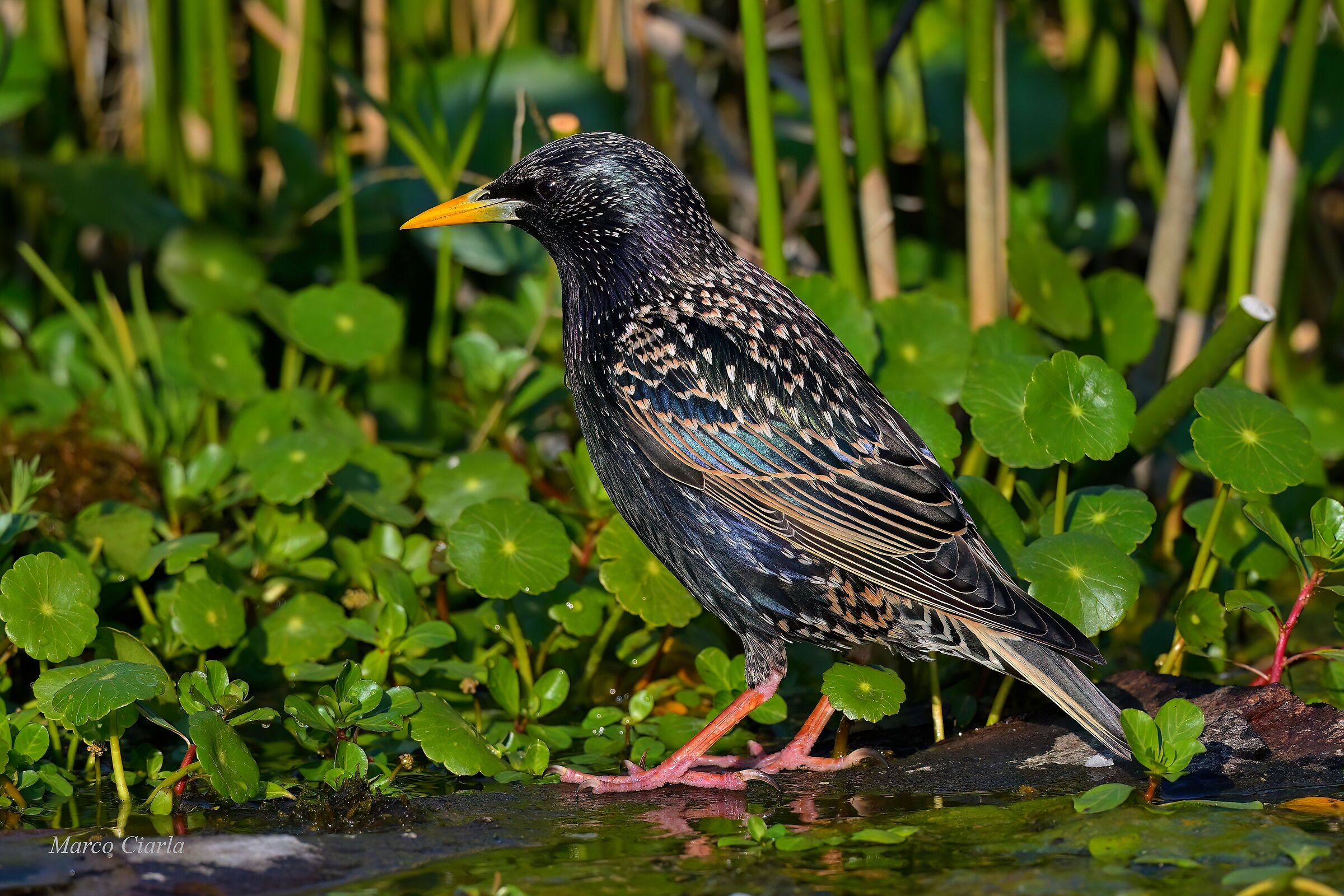 Starling (Sturnus vulgaris)