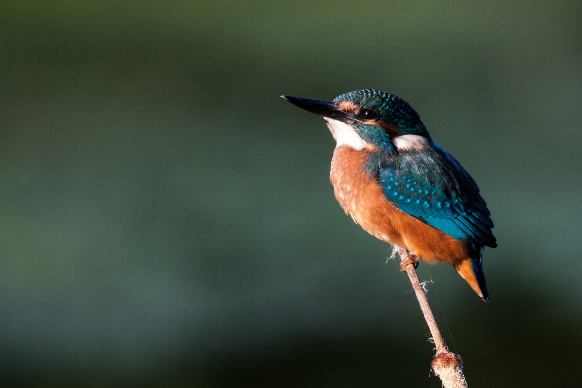 Kingfisher - Alcedo atthis