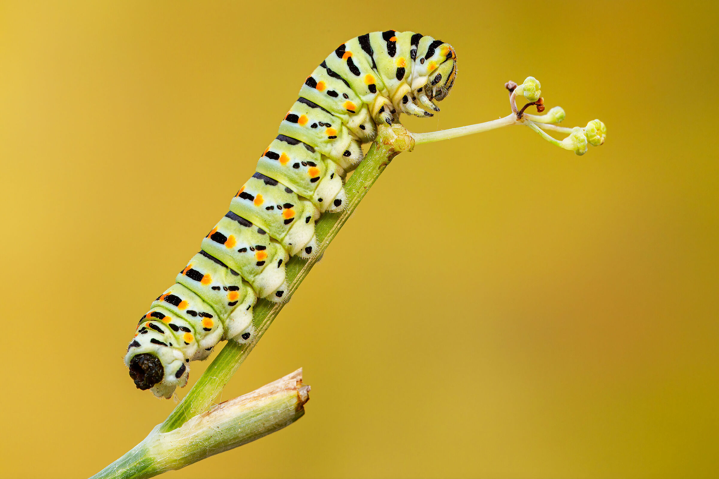 Macaon caterpillar