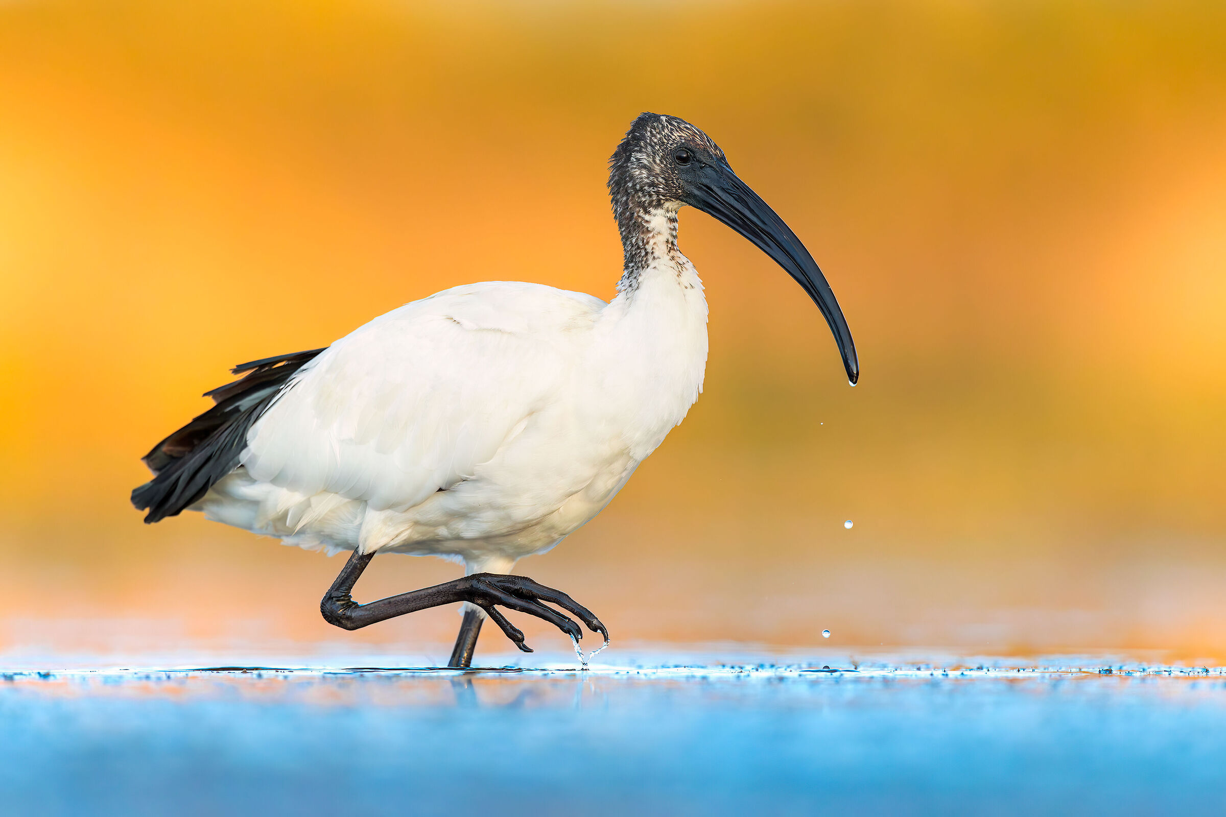 Sacred Ibis