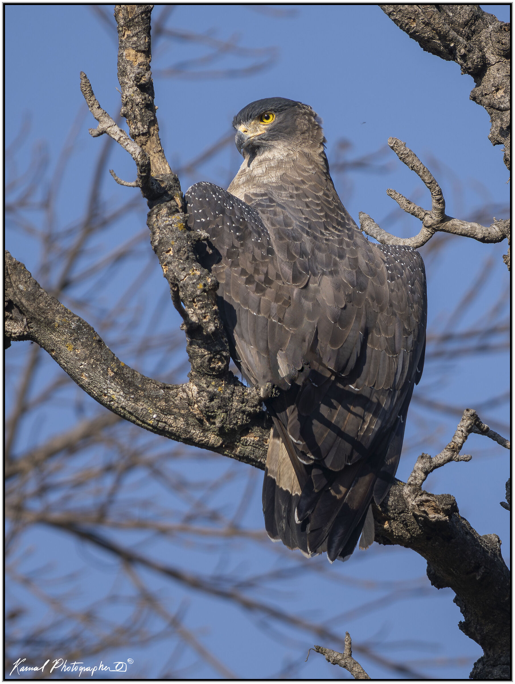 Crested serpent eagle (Spilornis cheela)