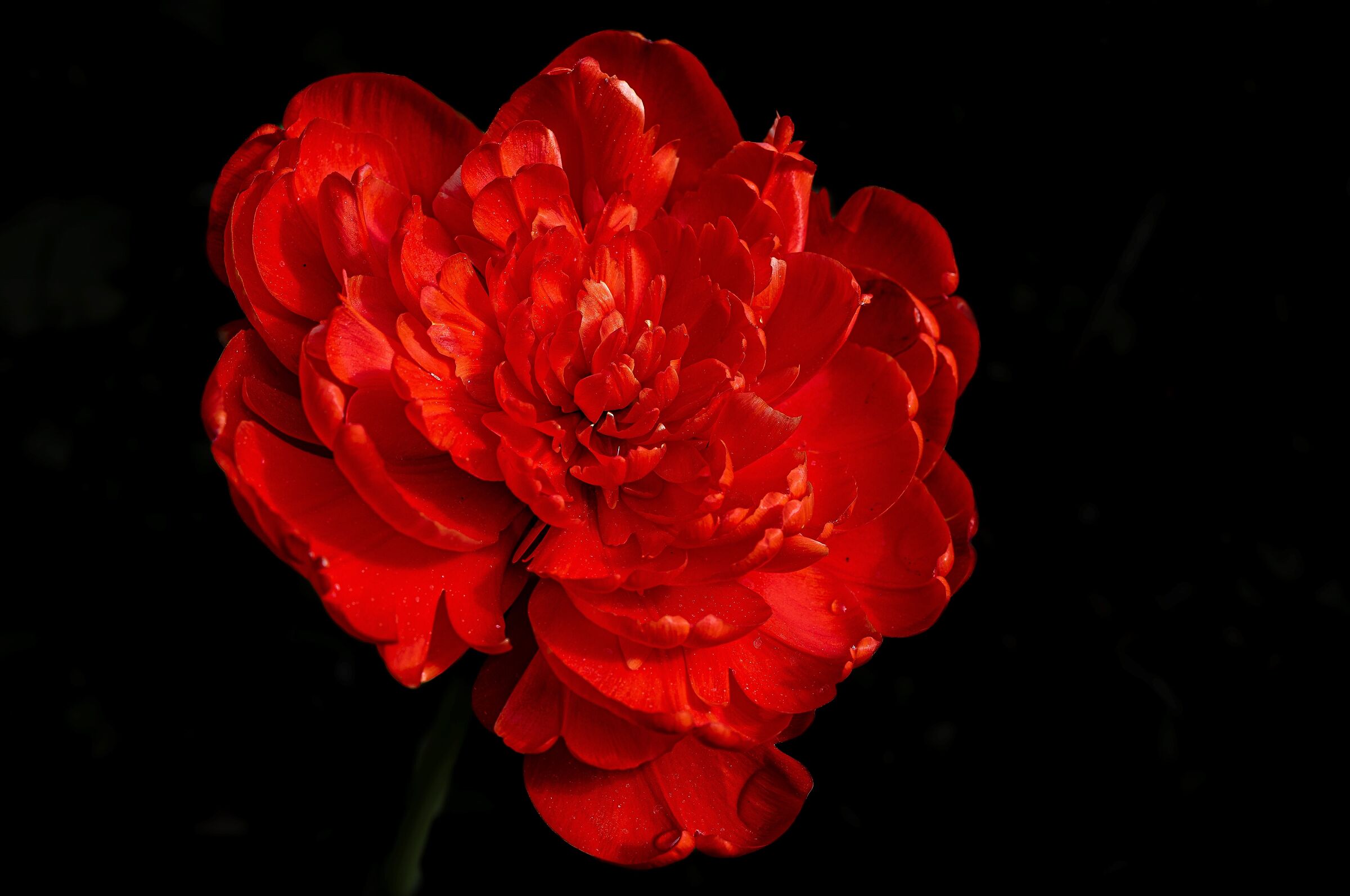Mutated tulip