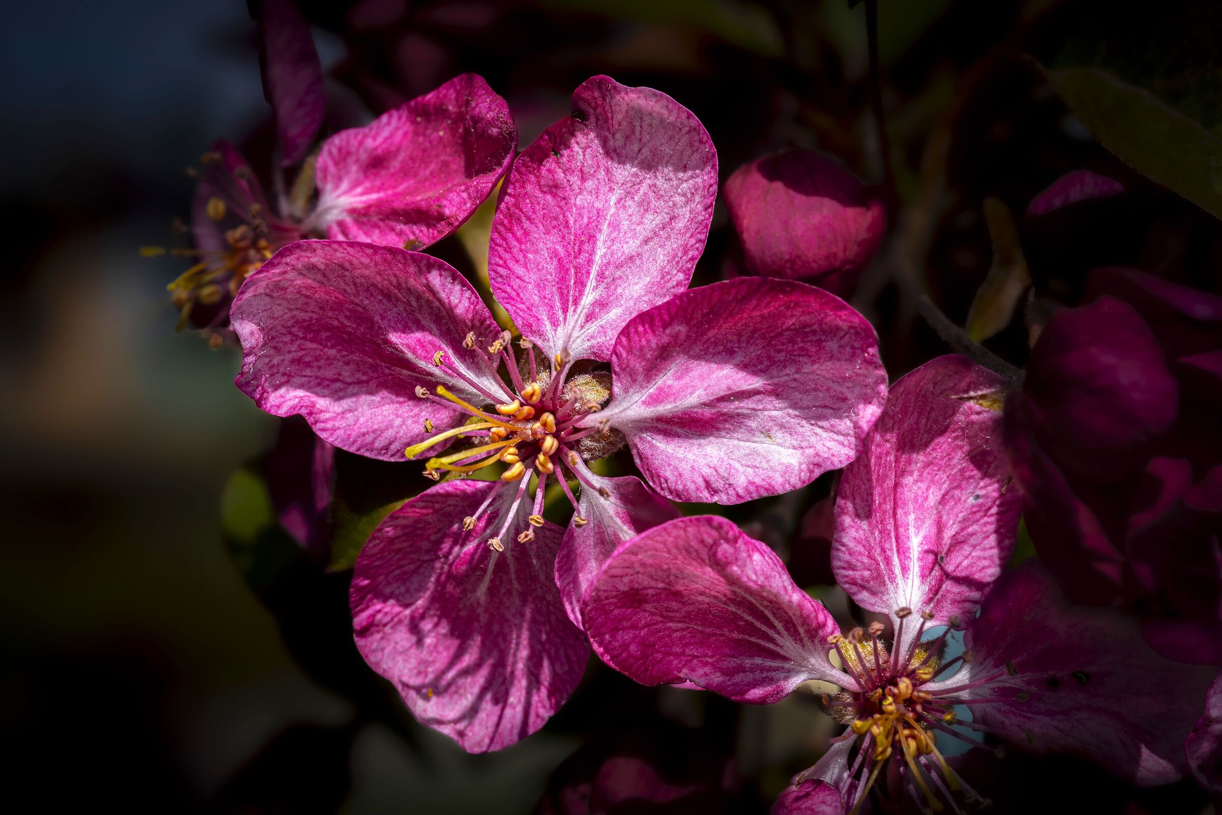 Prunus flowers