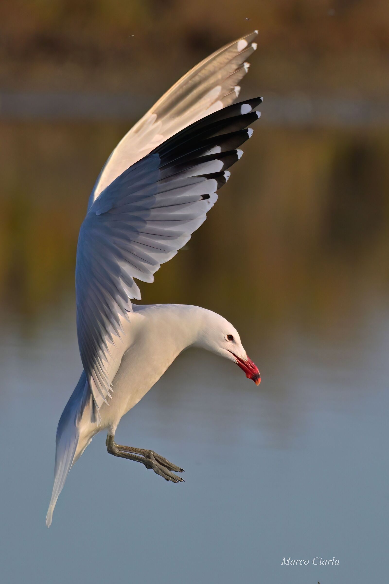 The Audouin's Gull (Ichthyaetus audouinii )