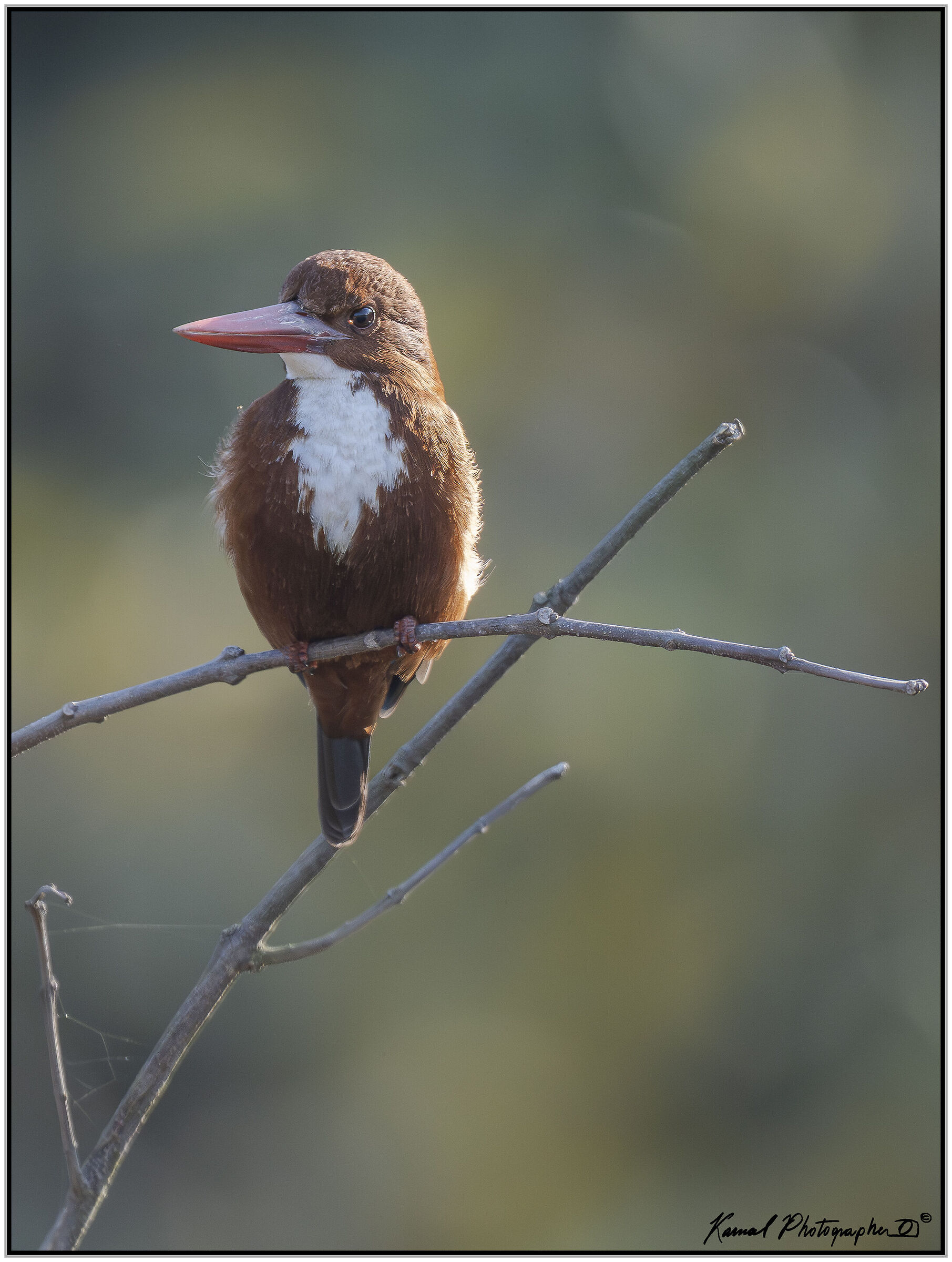 White-breasted Kingfisher (Halcyon smyrnensis)