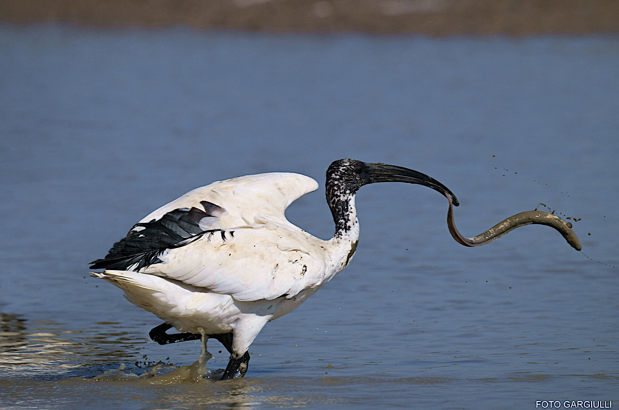 Sacred Ibis