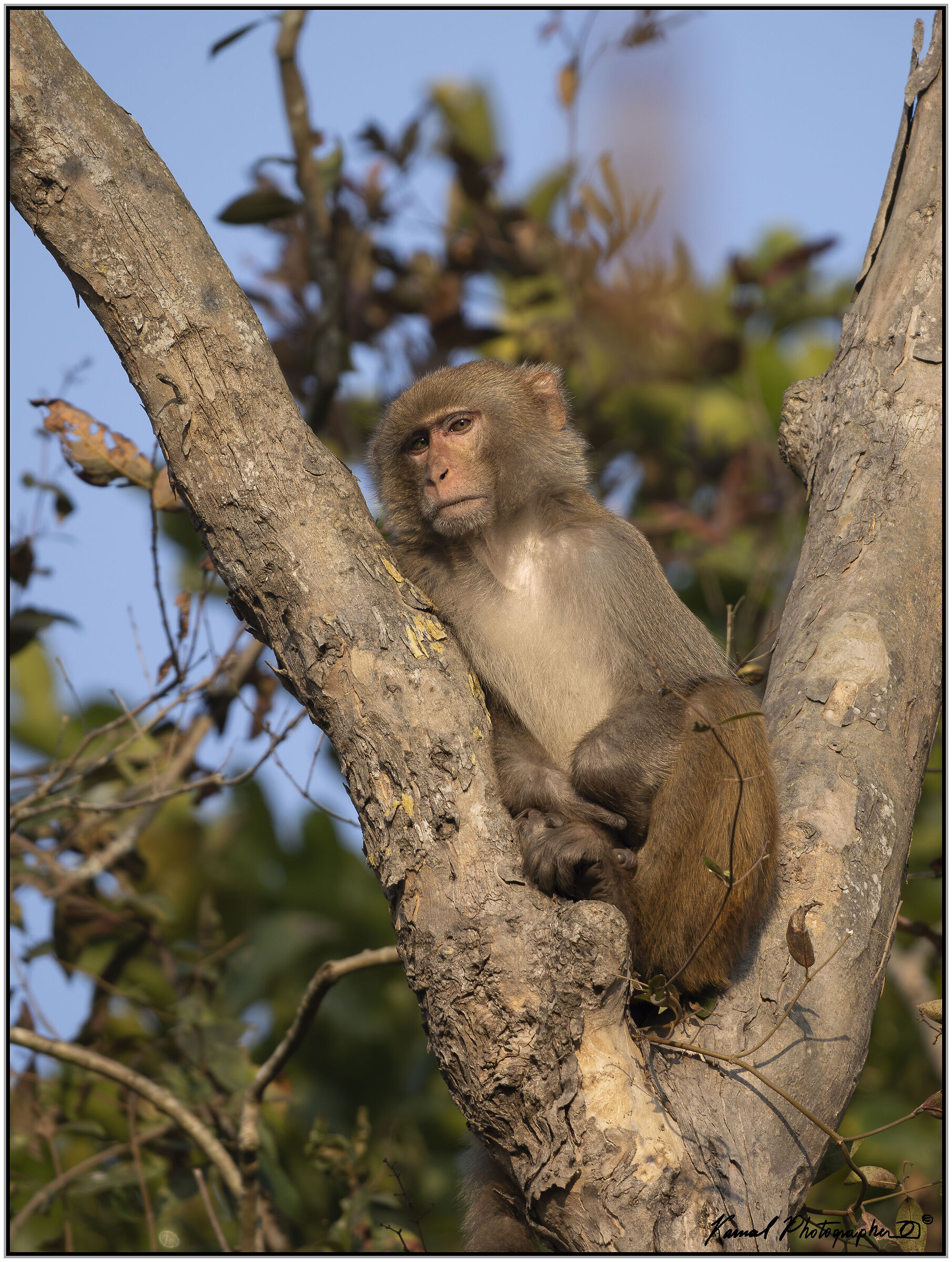 Rendered macaque (Macaca mulatta)