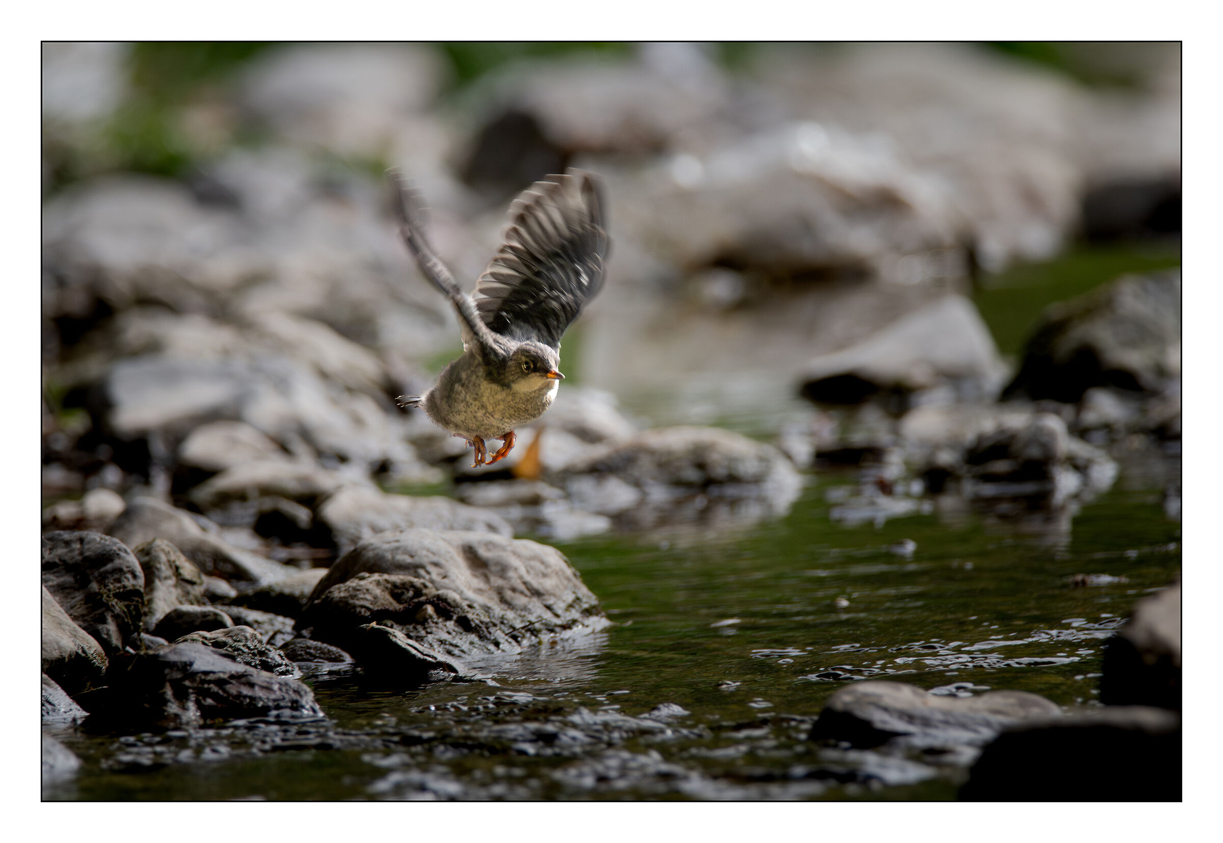 Merlin Dipper