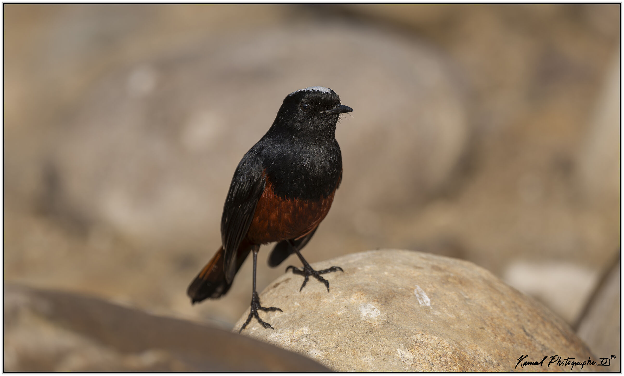 White-headed Dipper (Phoenicurus leucocepha)