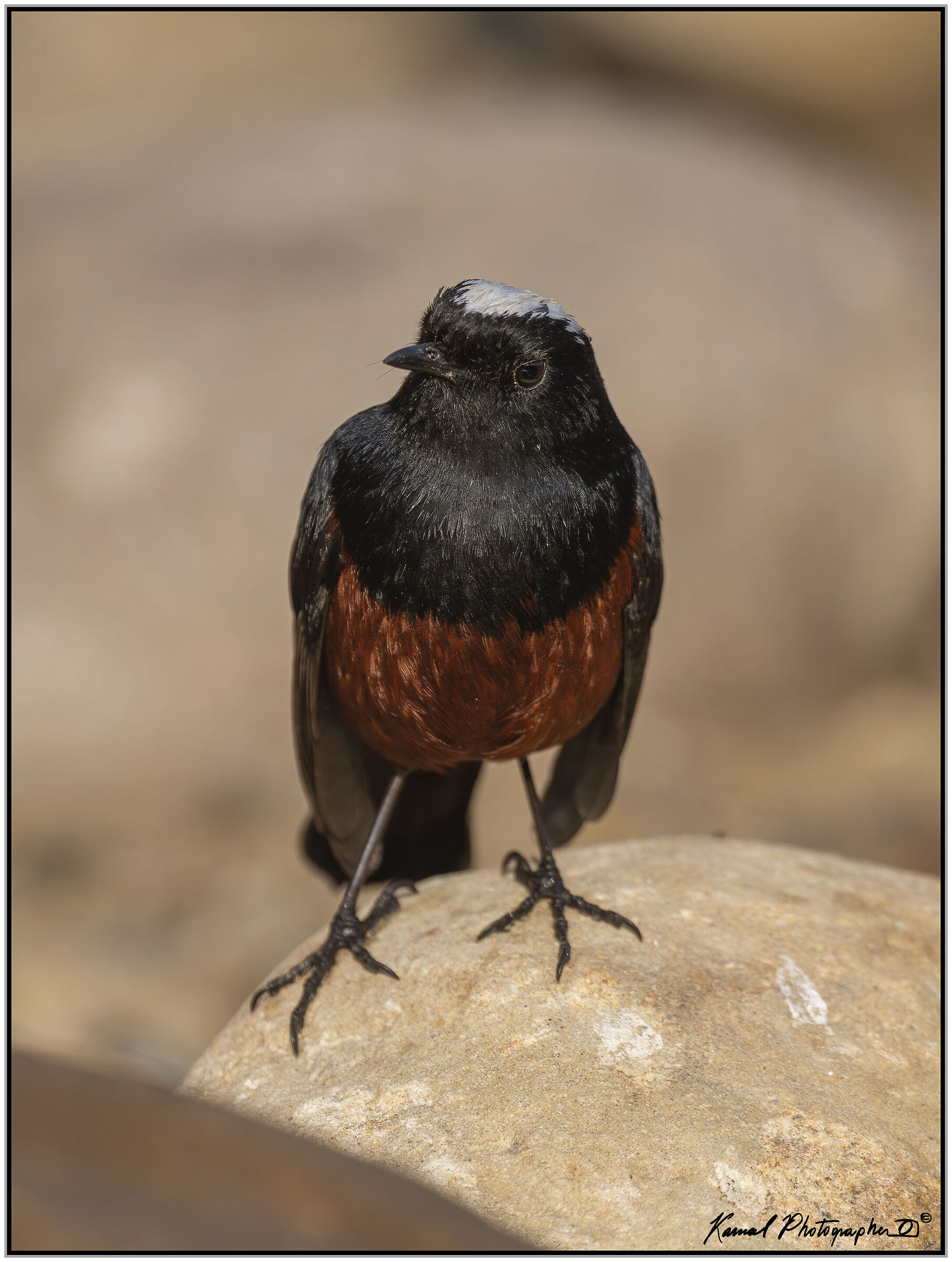 White-headed Dipper (Phoenicurus leucocepha)