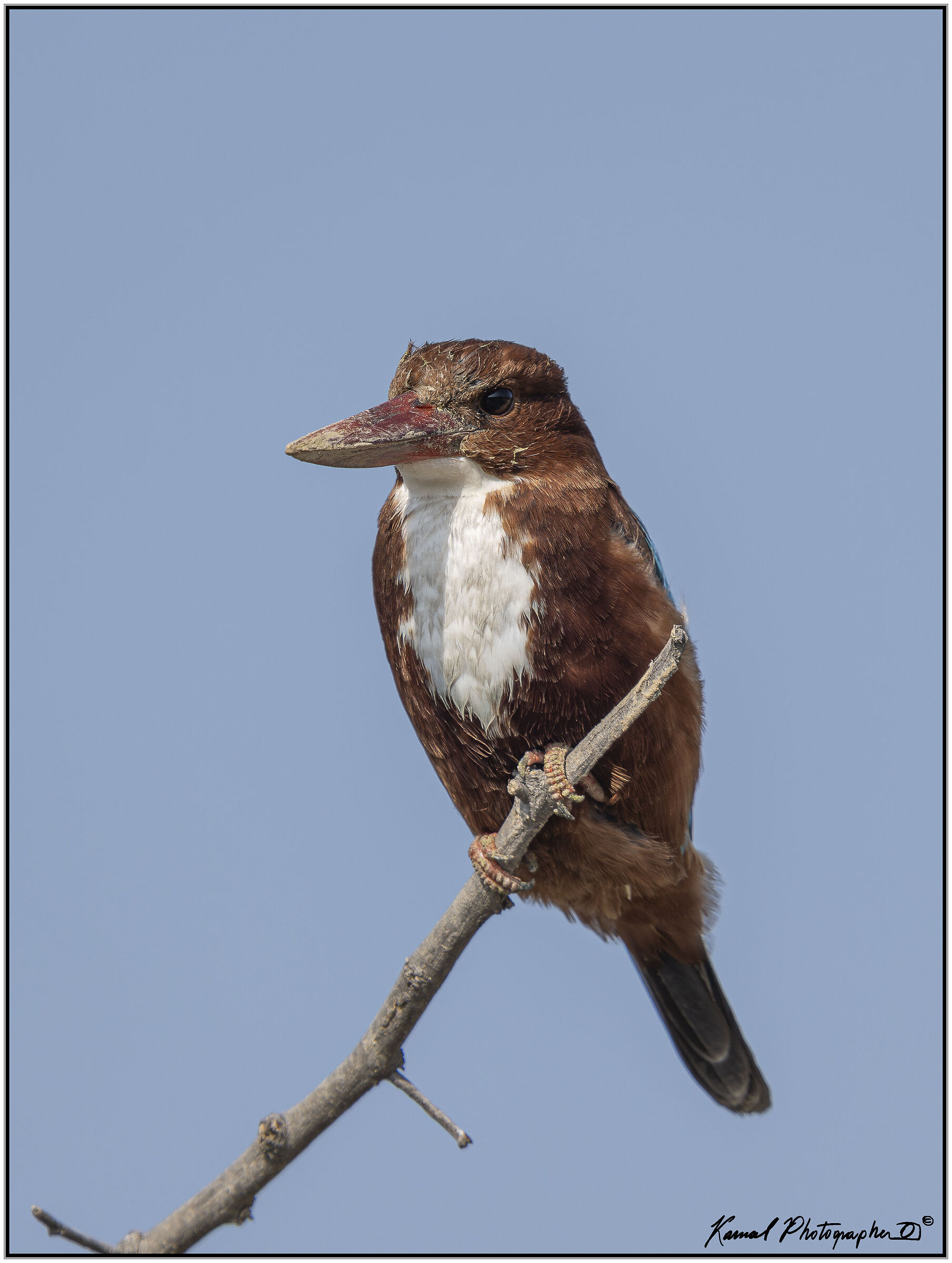 White-throated kingfisher (Halcyon smyrnensis)