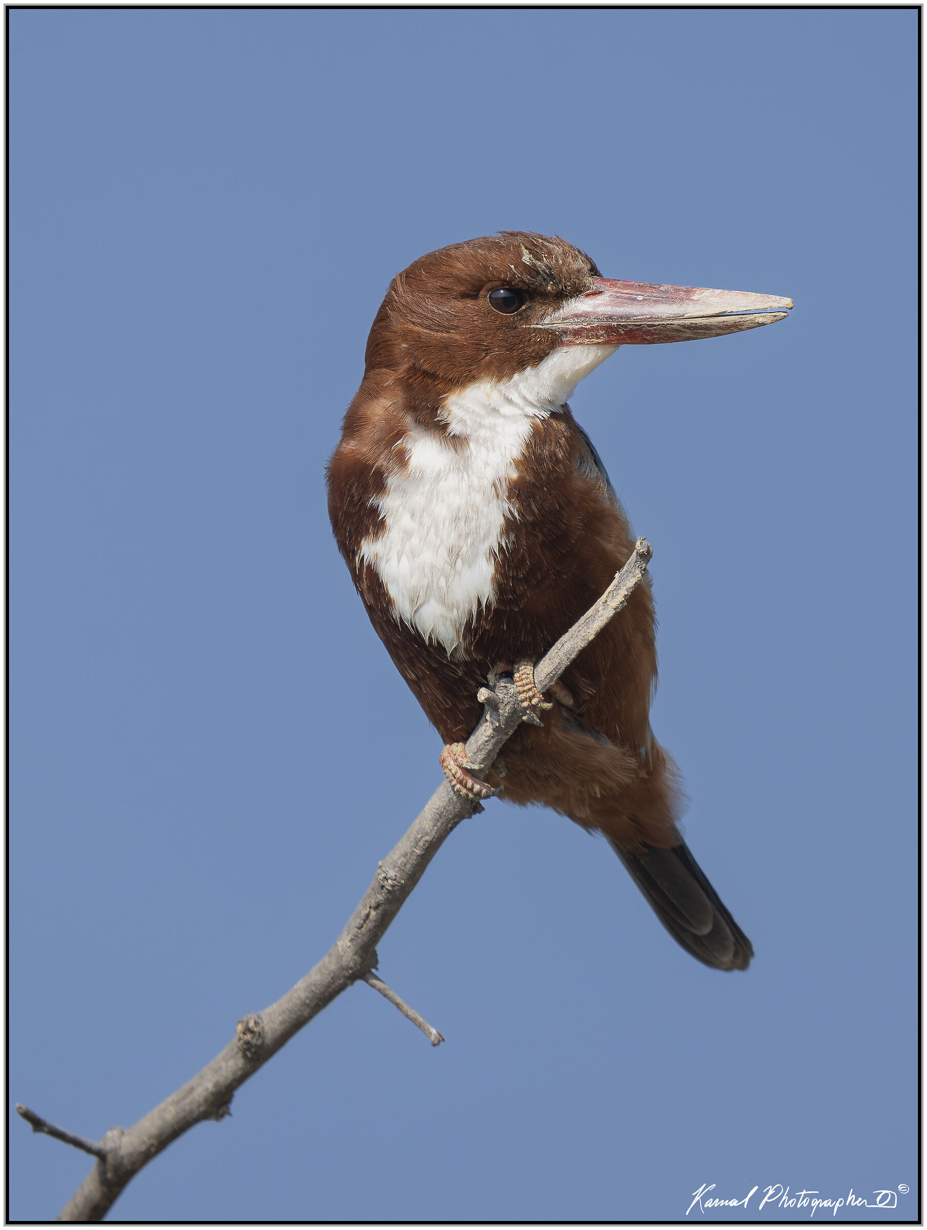 White-throated kingfisher (Halcyon smyrnensis)