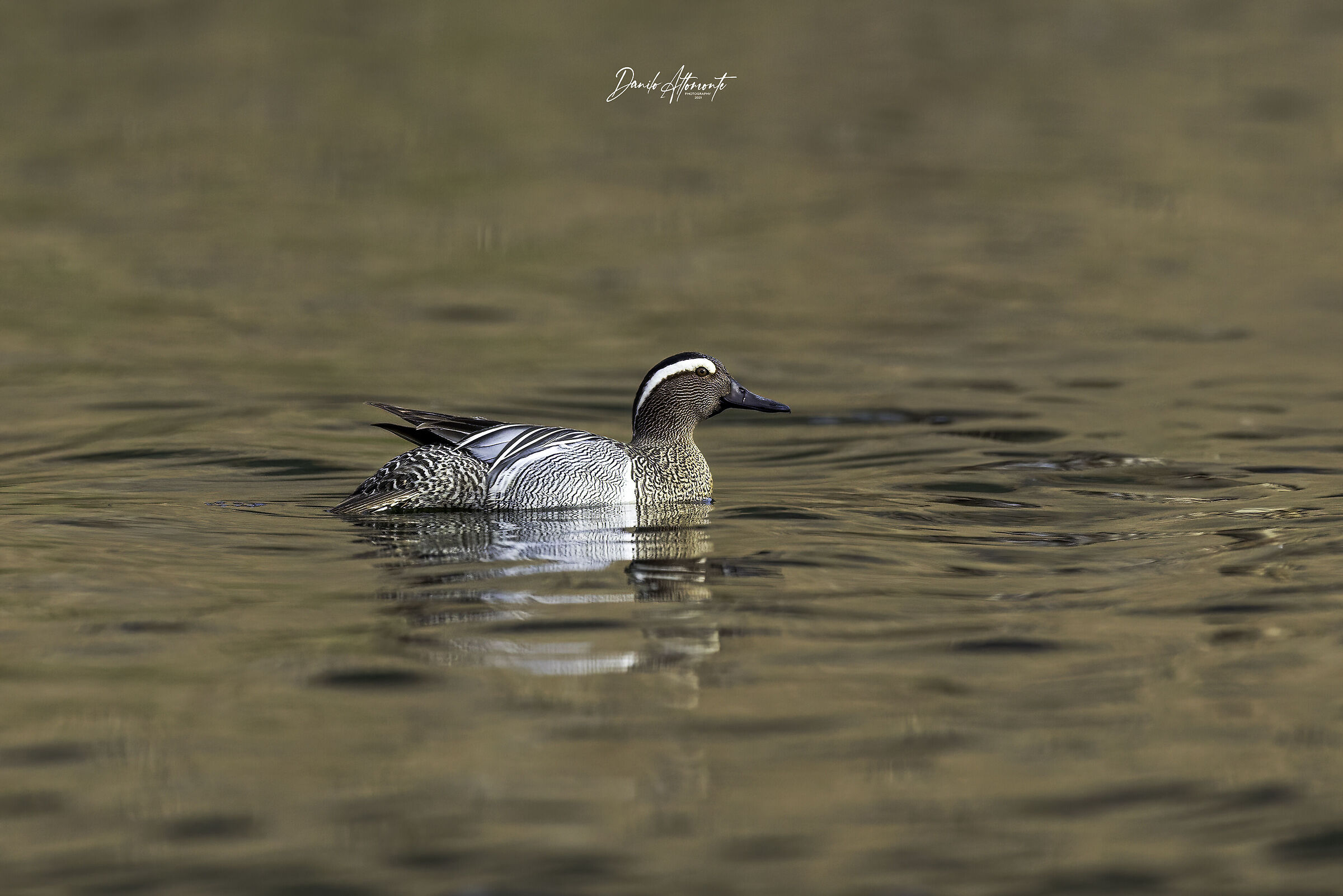 Garganey
