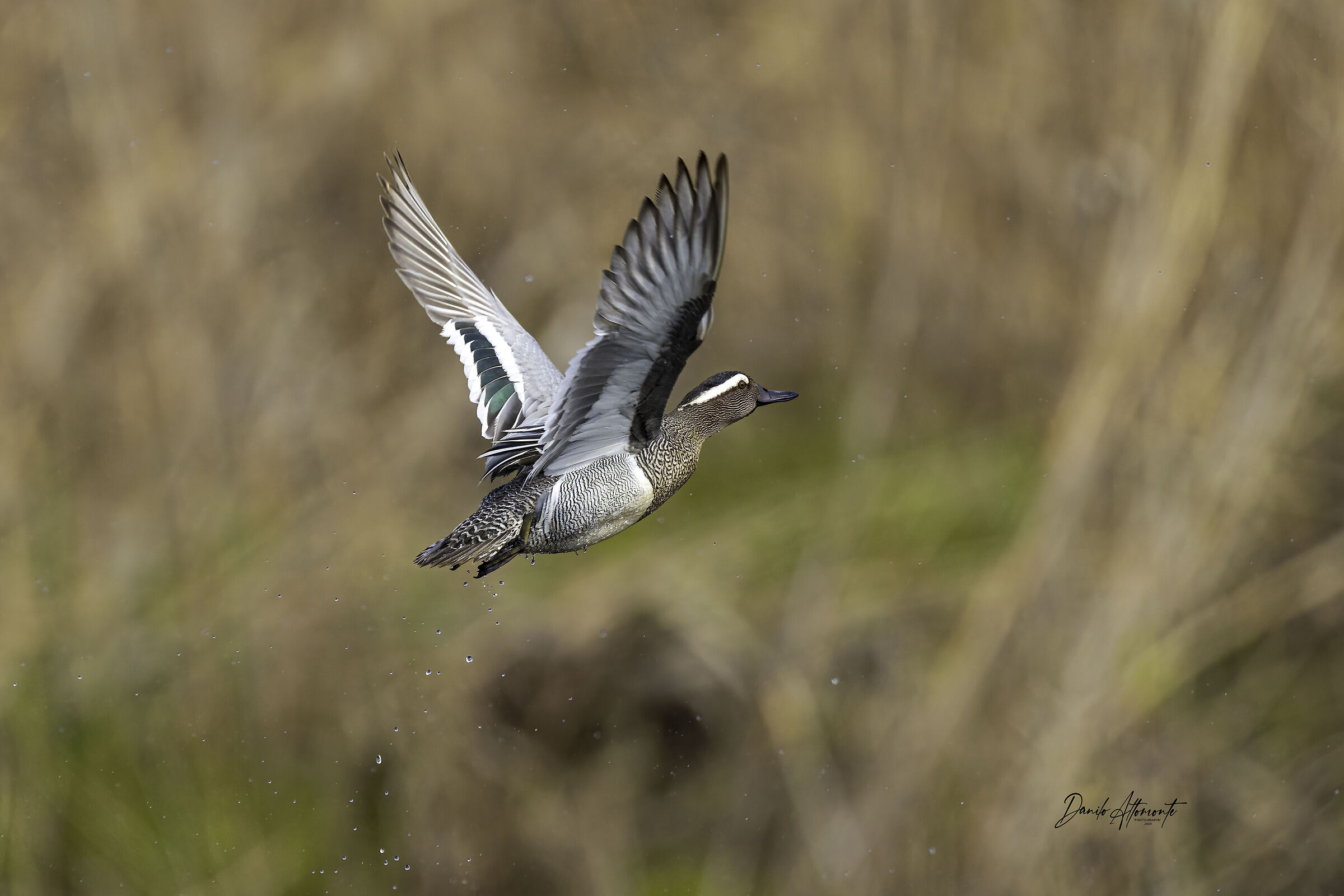 Garganey