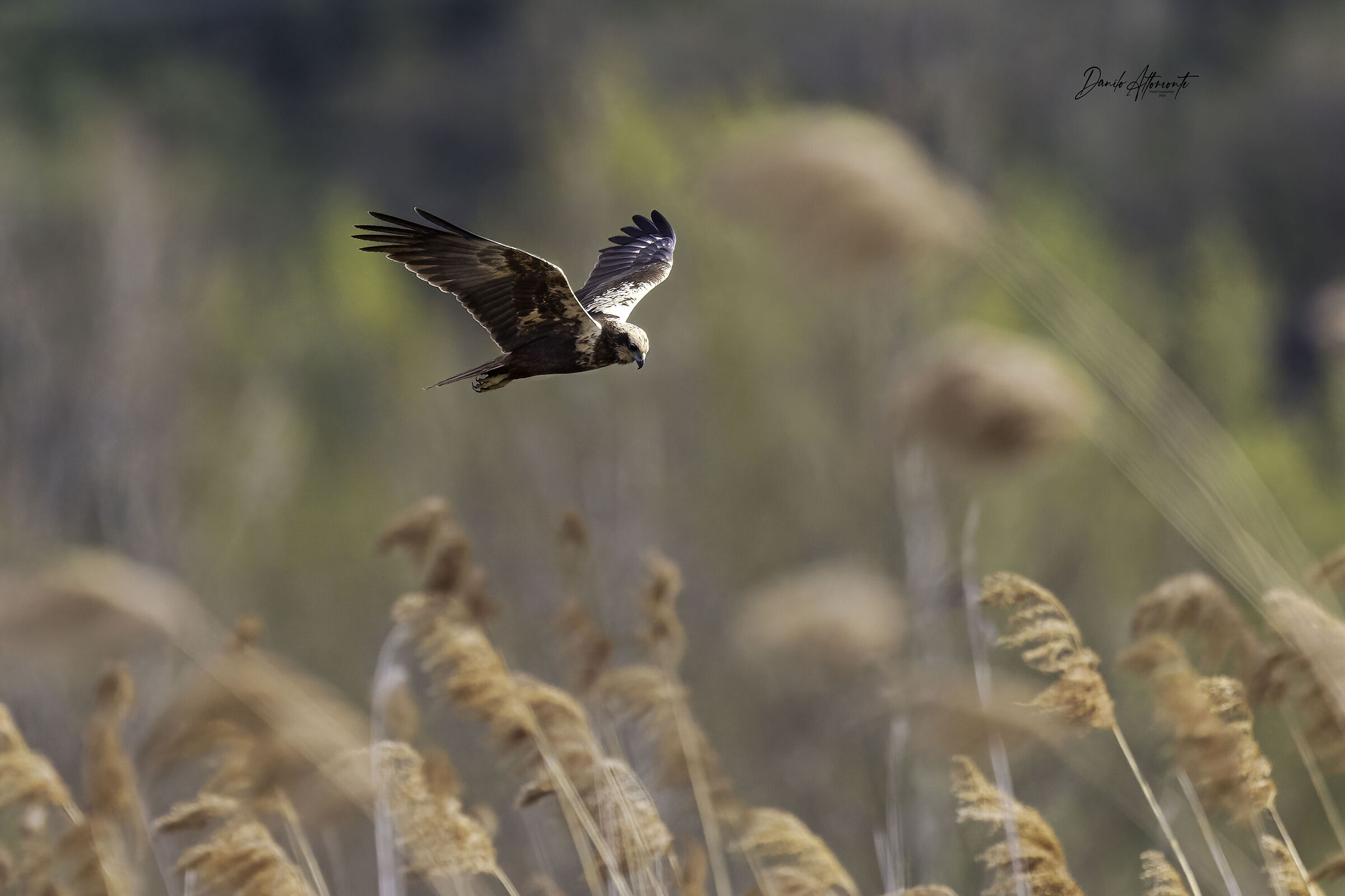 Female swamp falcon