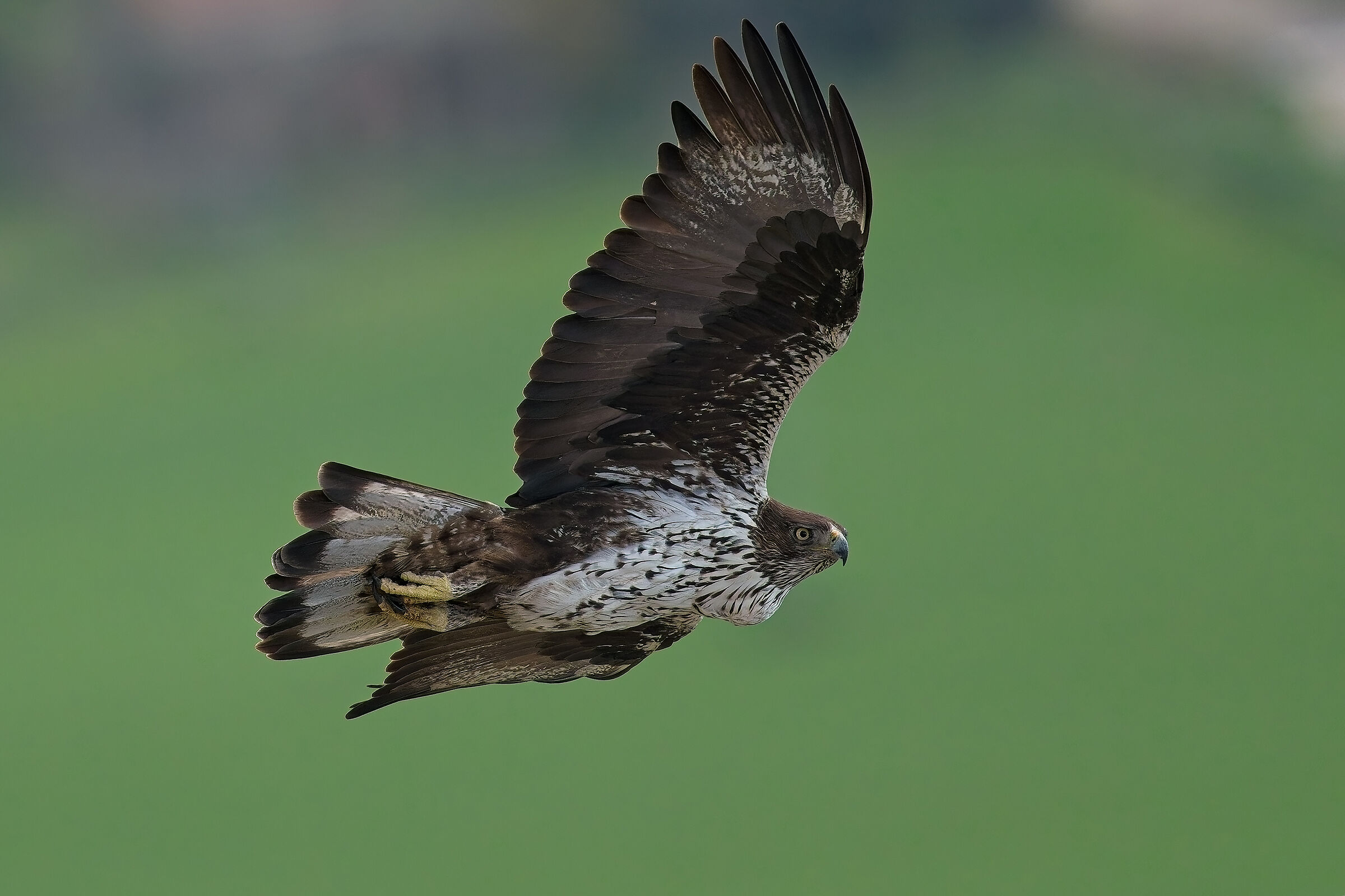 Bonelli's Eagle