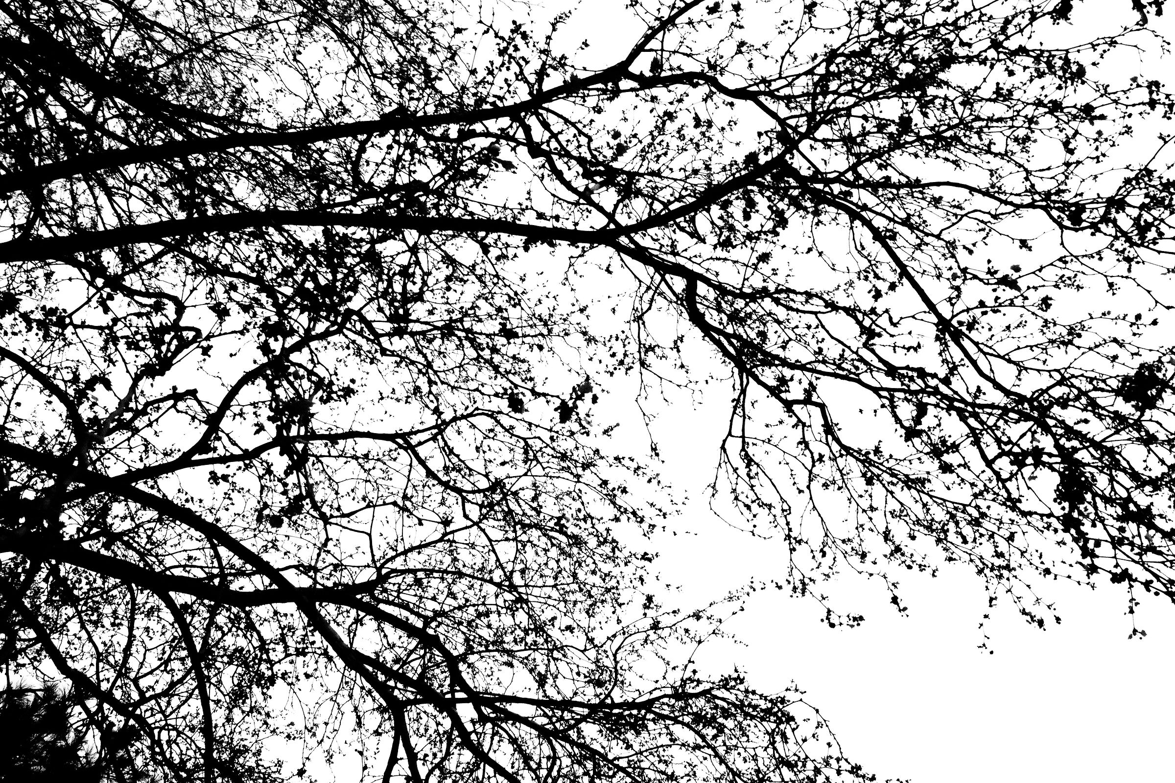 Ink Branches