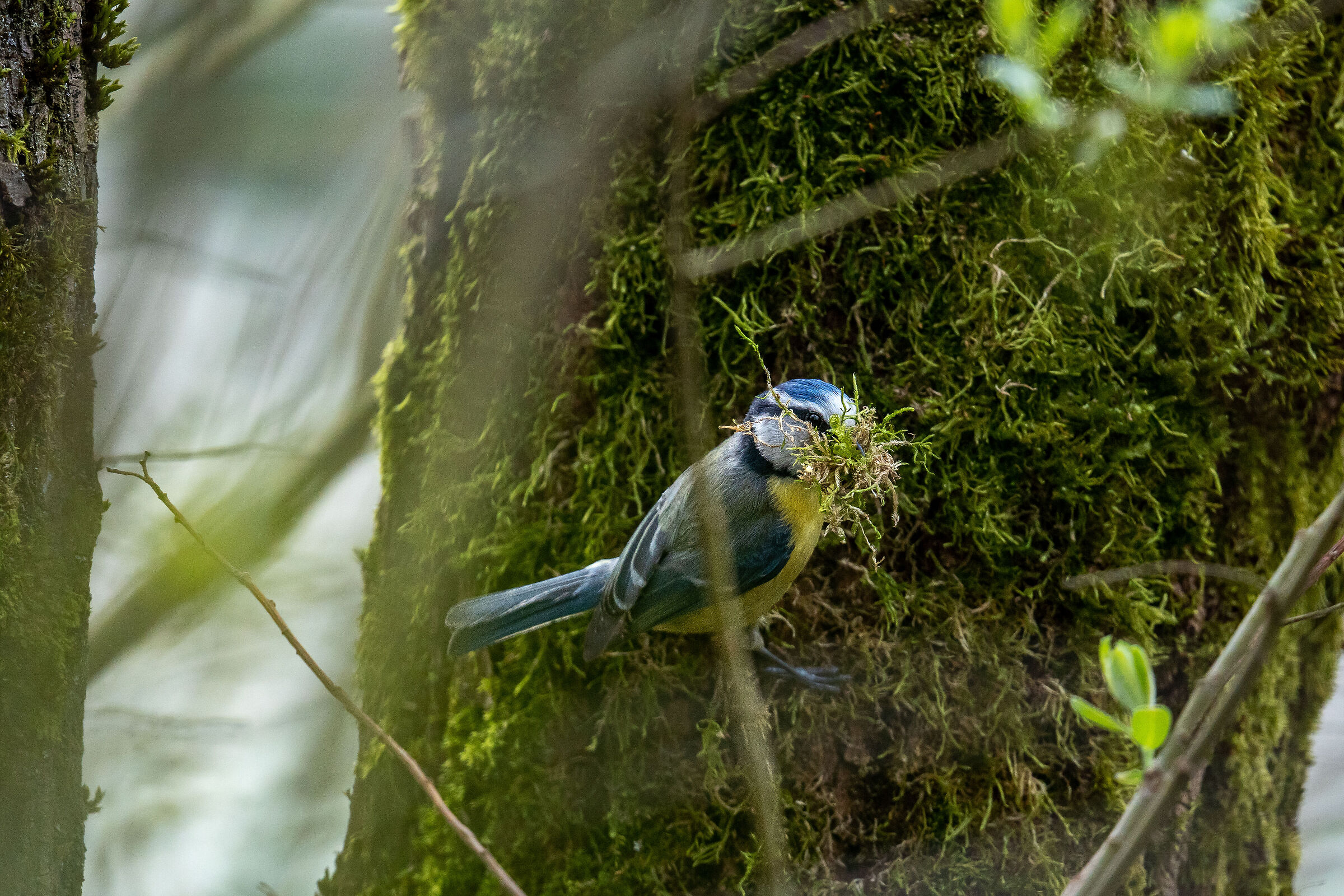 moss for the nest, back and forth