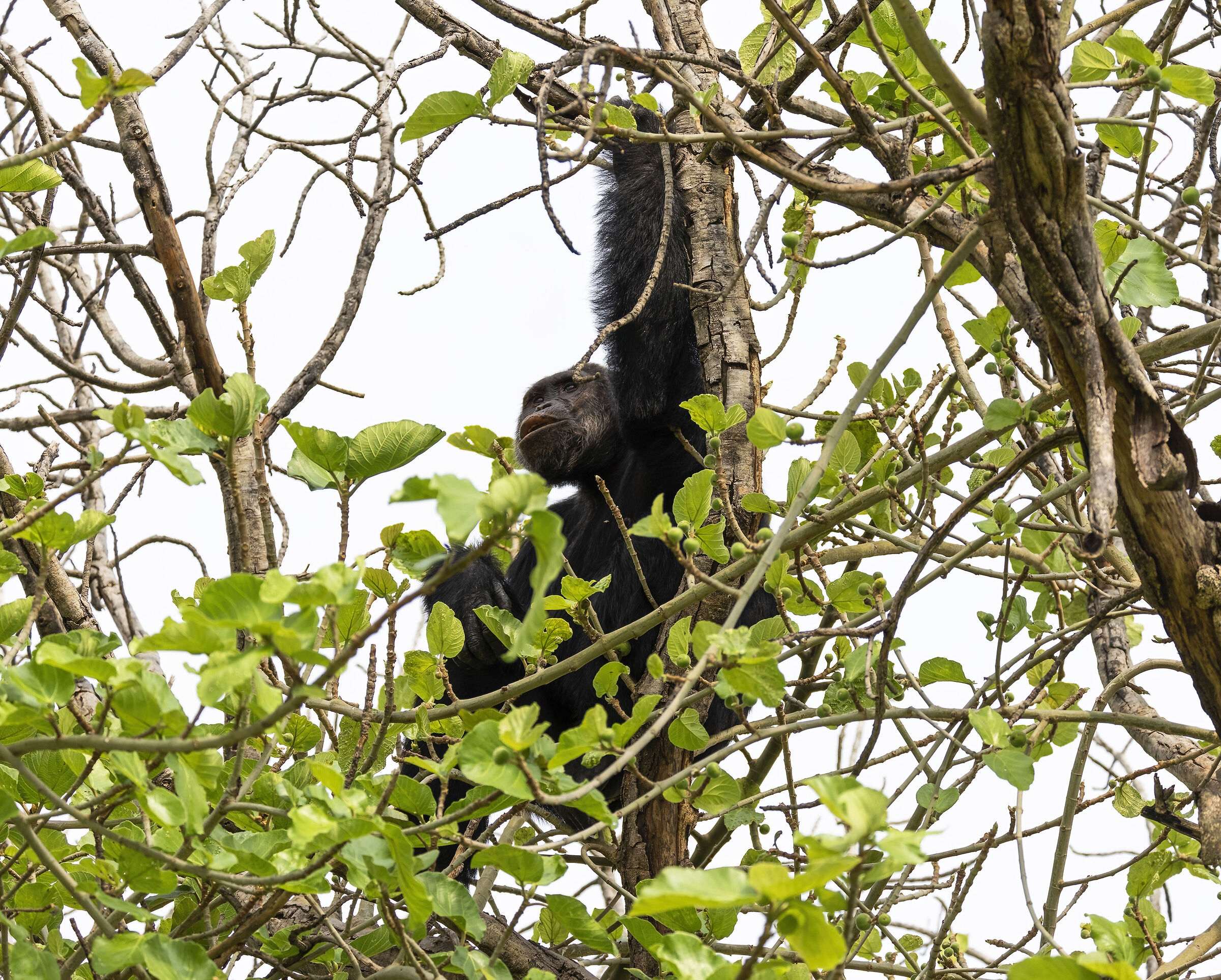Chimpanzees Uganda 2025