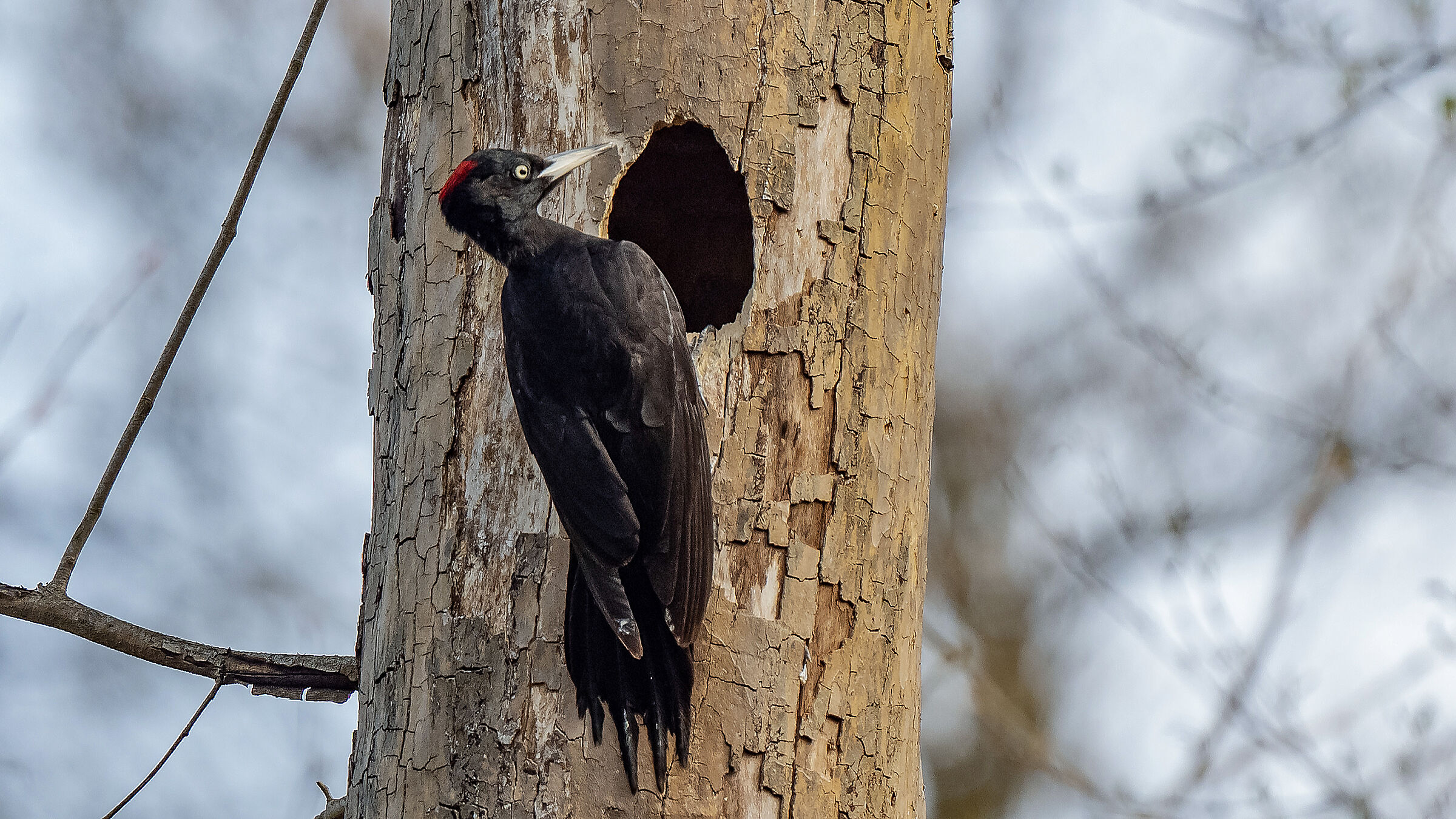 Black Woodpecker