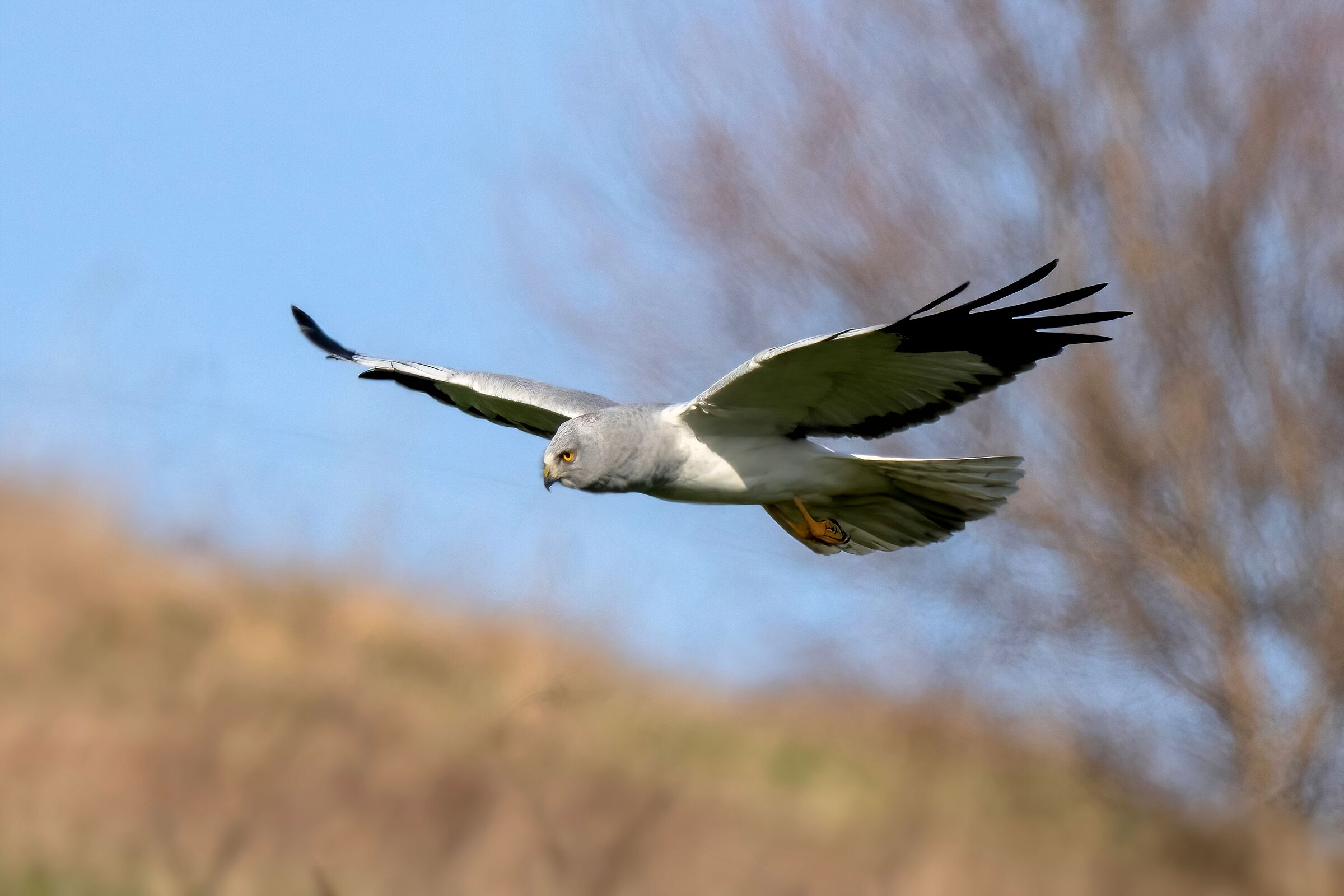 Hen Harrier (Circus cyaneus)