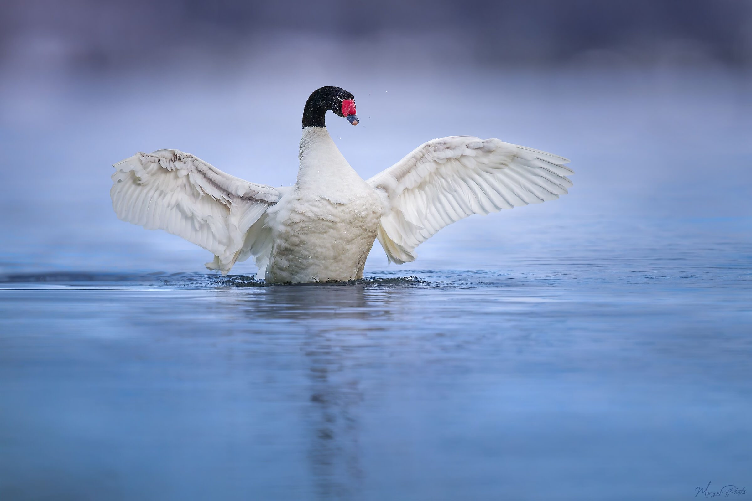 Cigno dal collo nero