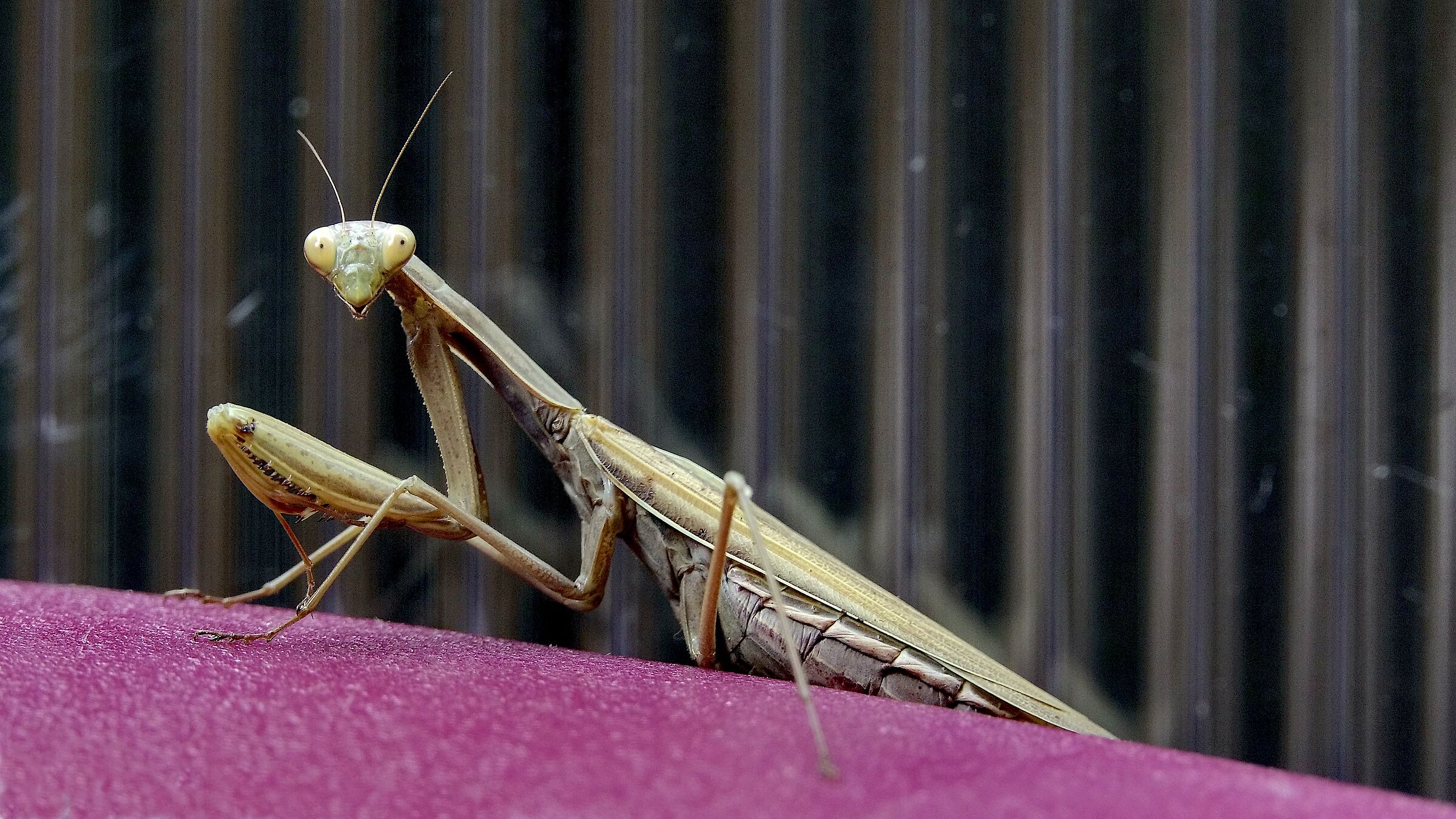 The small harvester
