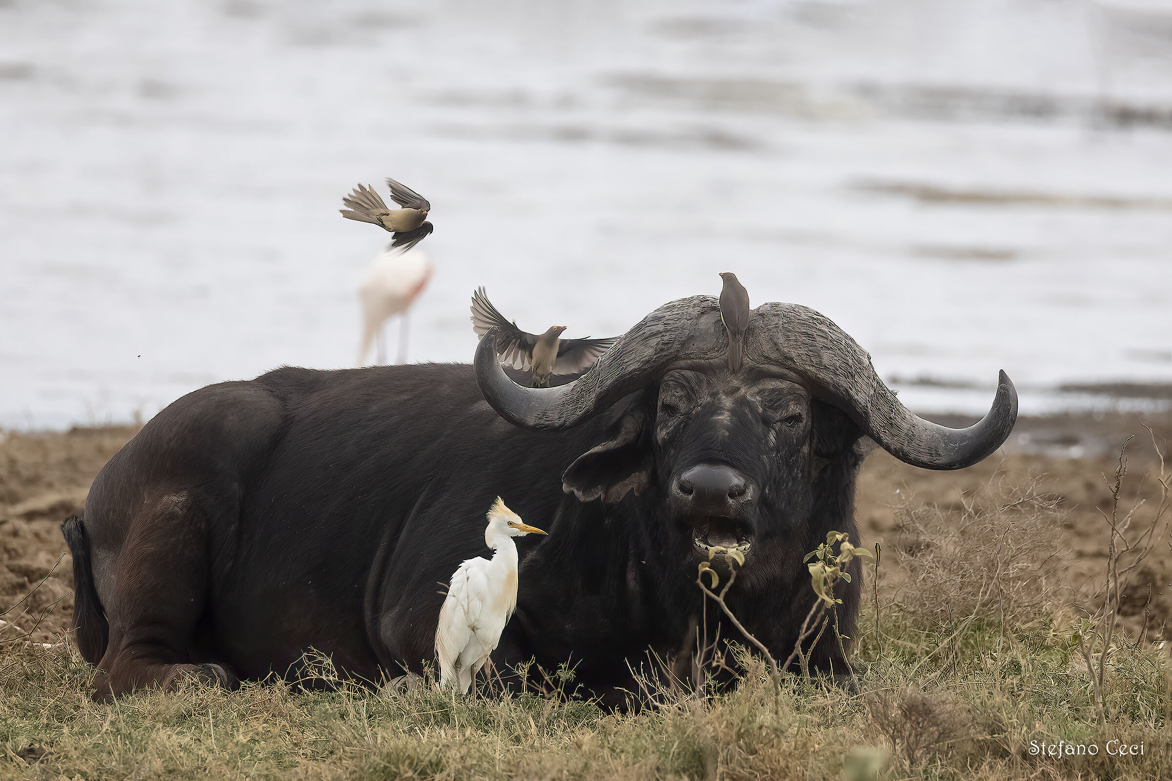 Buffalo