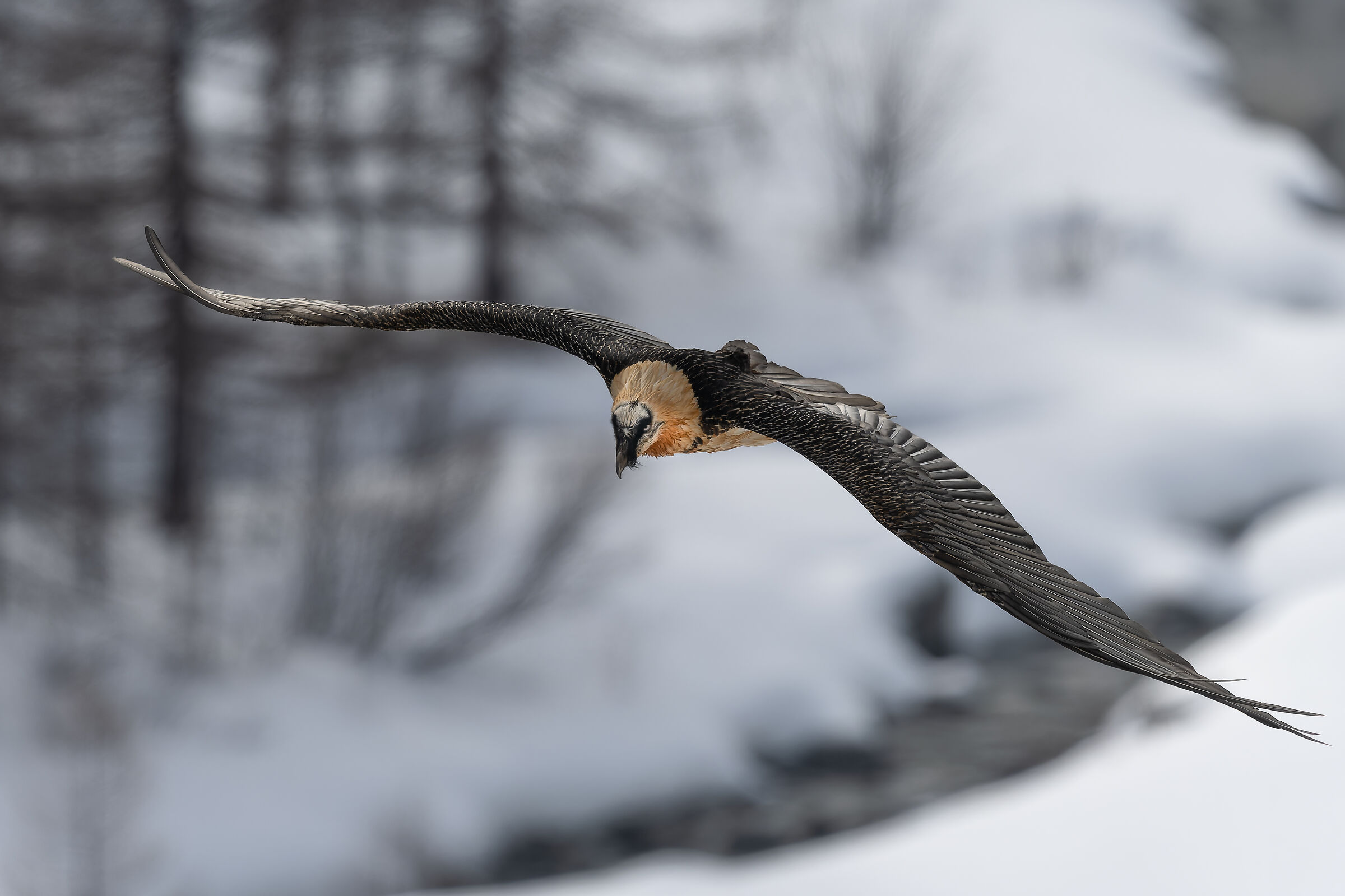 Gypaetus Barbatus - Gran Paradiso National Park