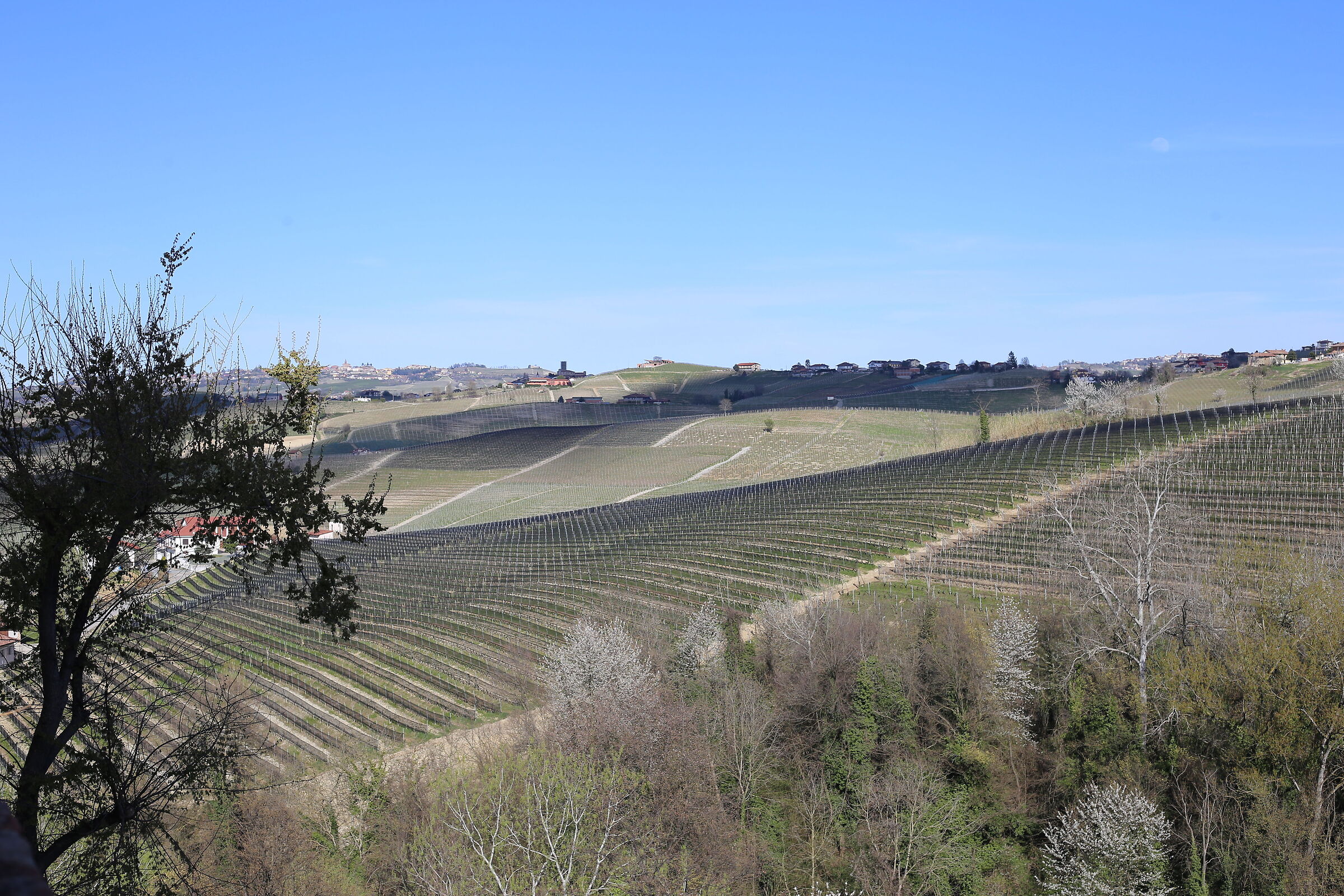 Barolo grape varieties in spring