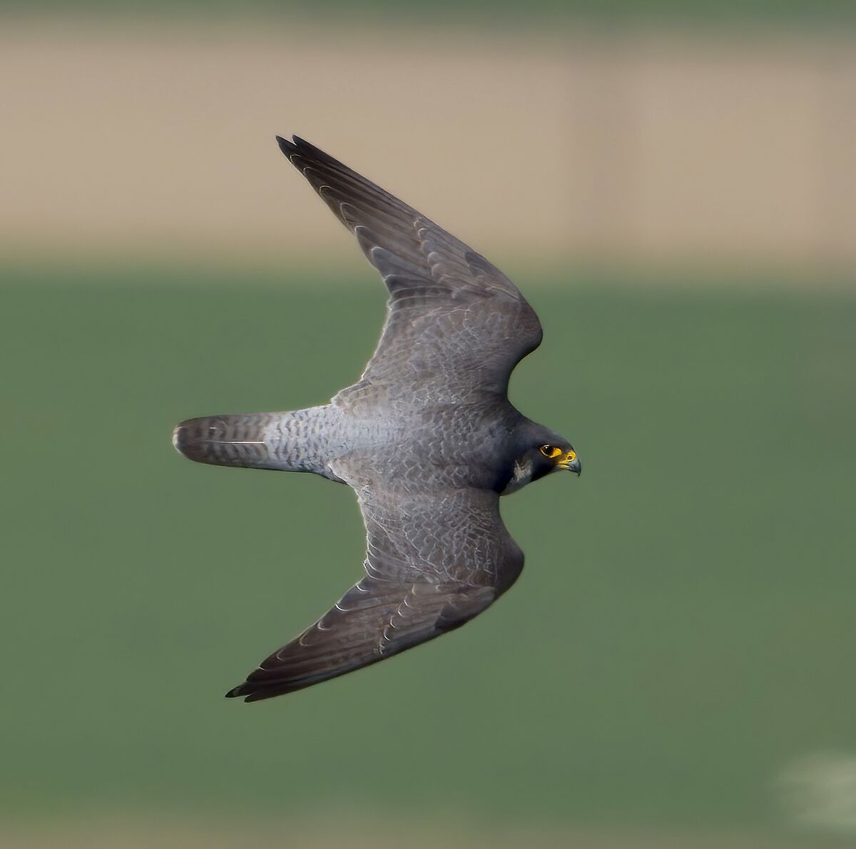 PEREGRINE FALCON