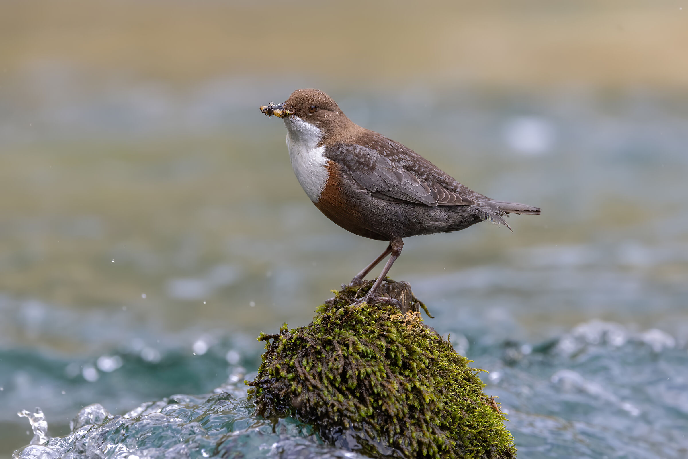Dipper