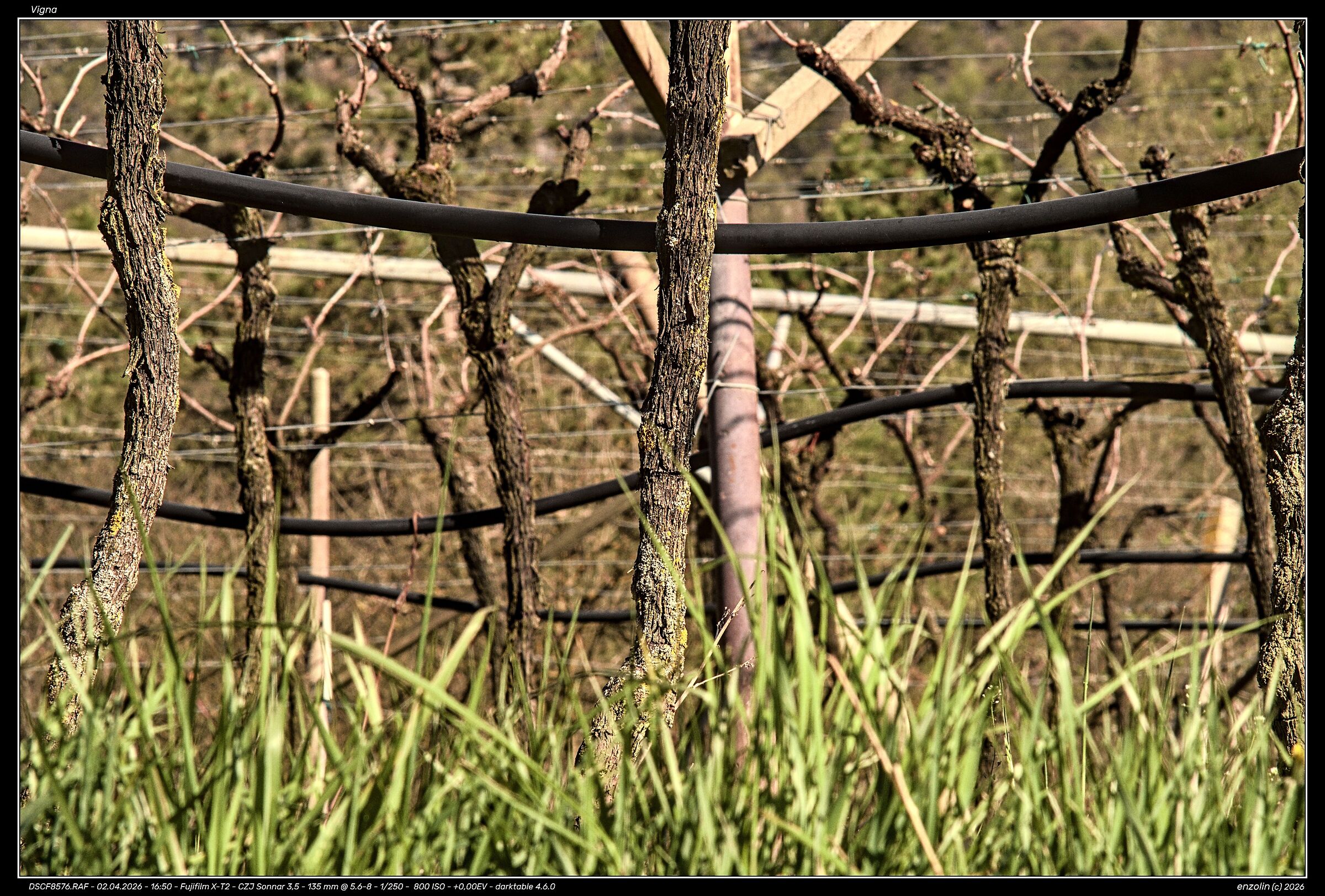 Vigna - Test Lens CZJ 135/3.5