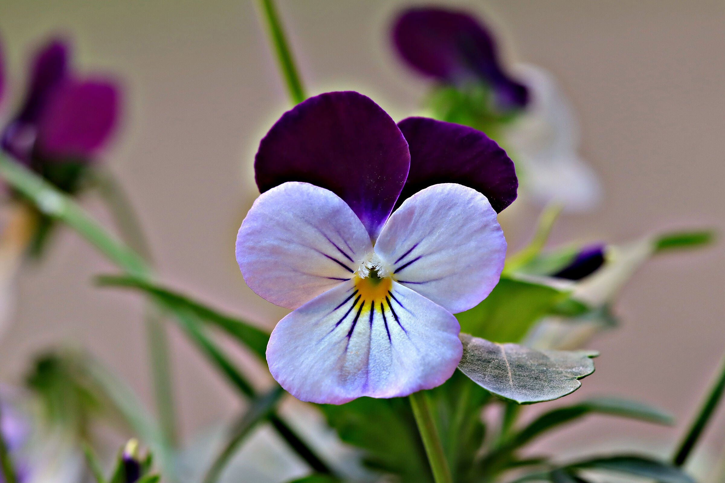 Pansy