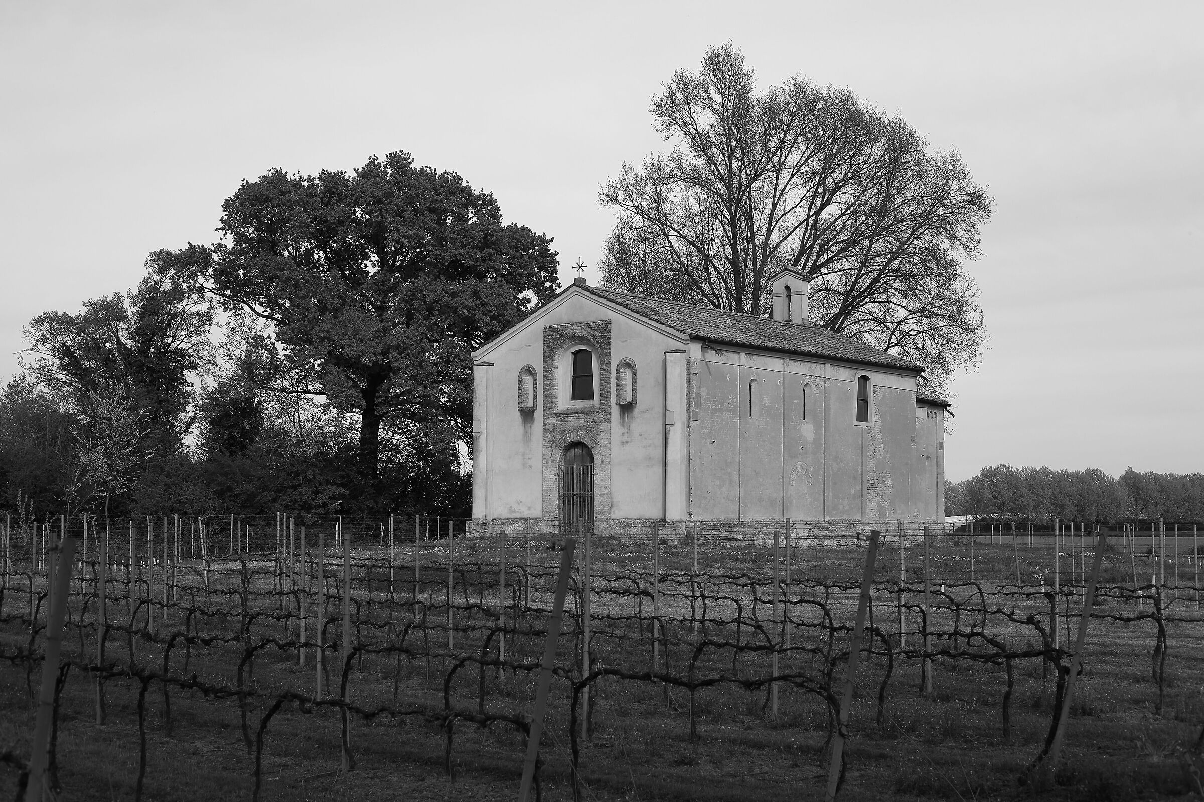 nella vigna del signore1