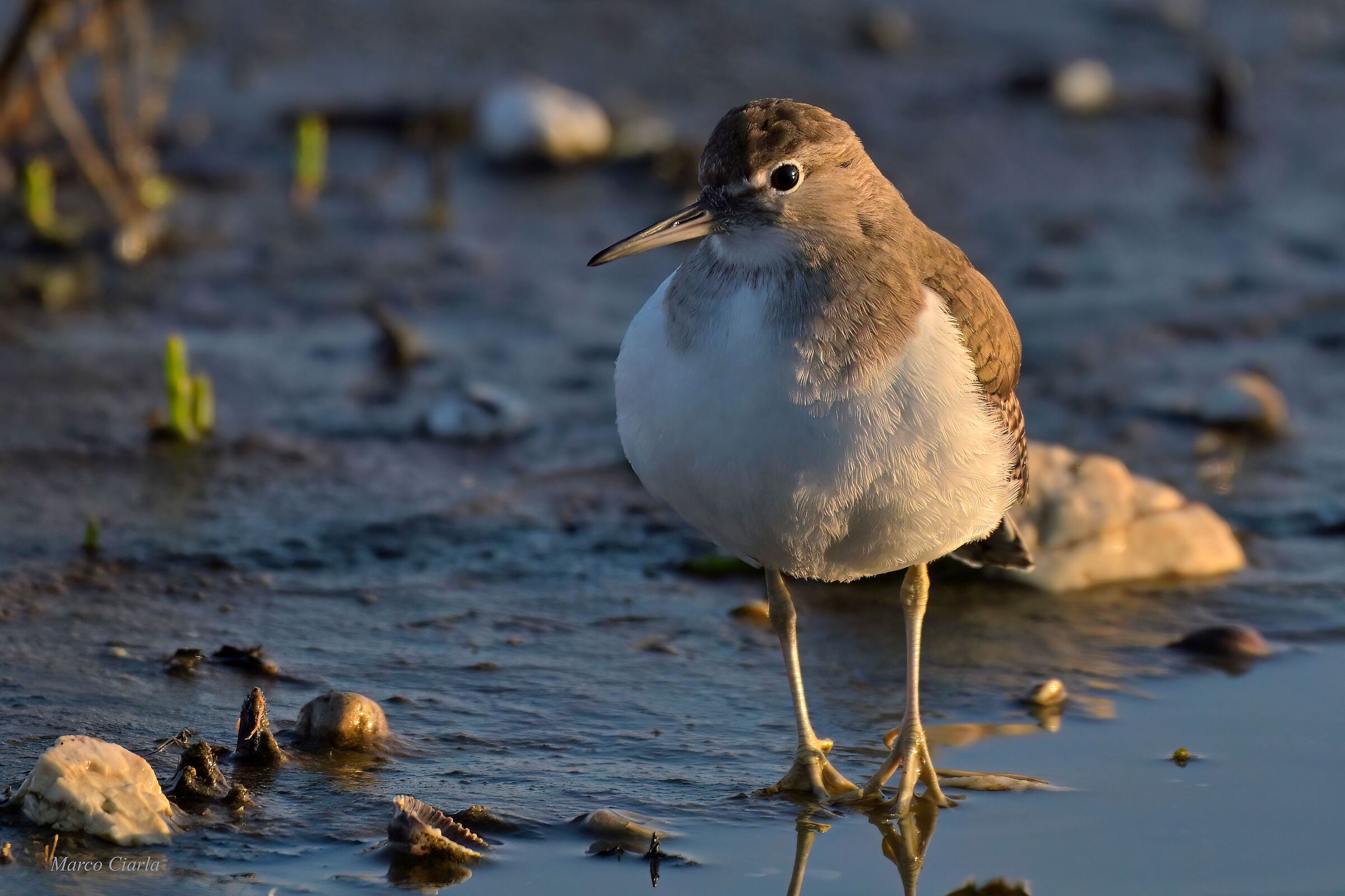 Common Sandpiper (Actitis Hypoleucos)