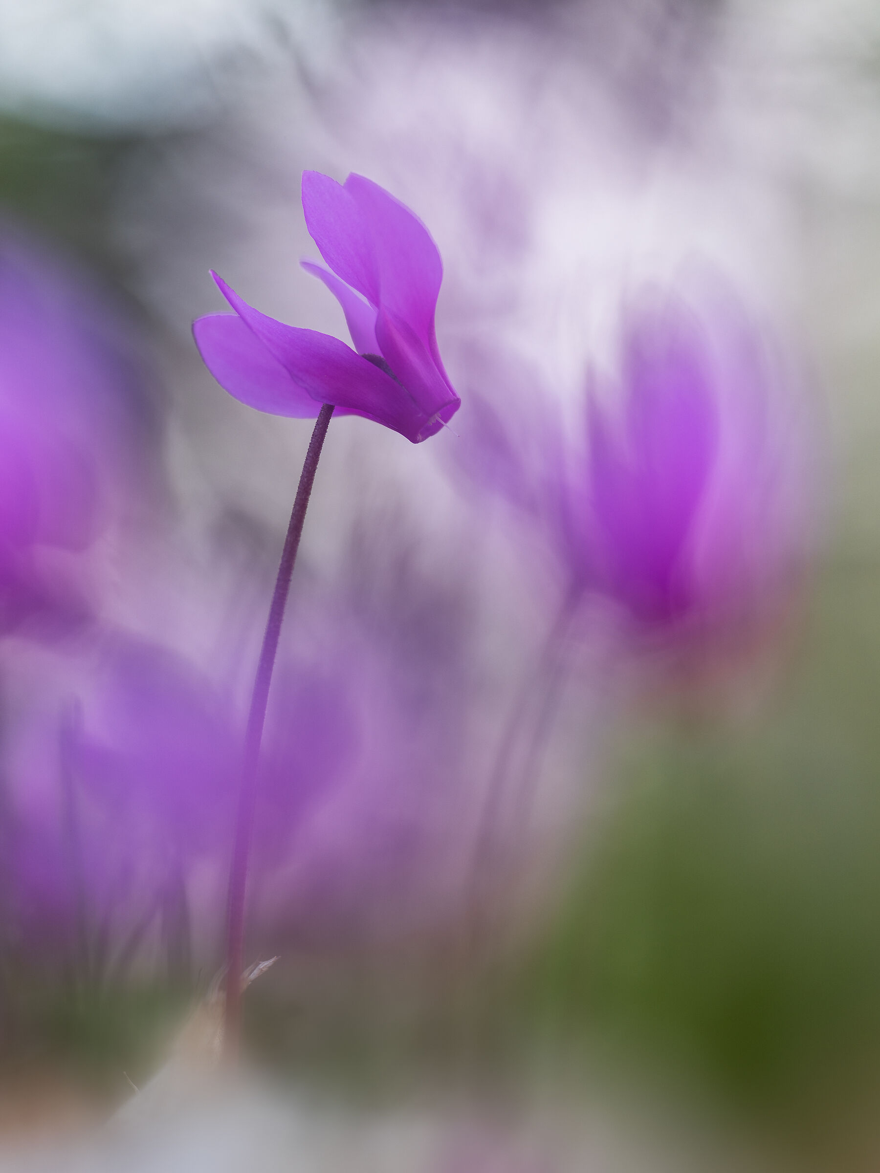 Spring cyclamen