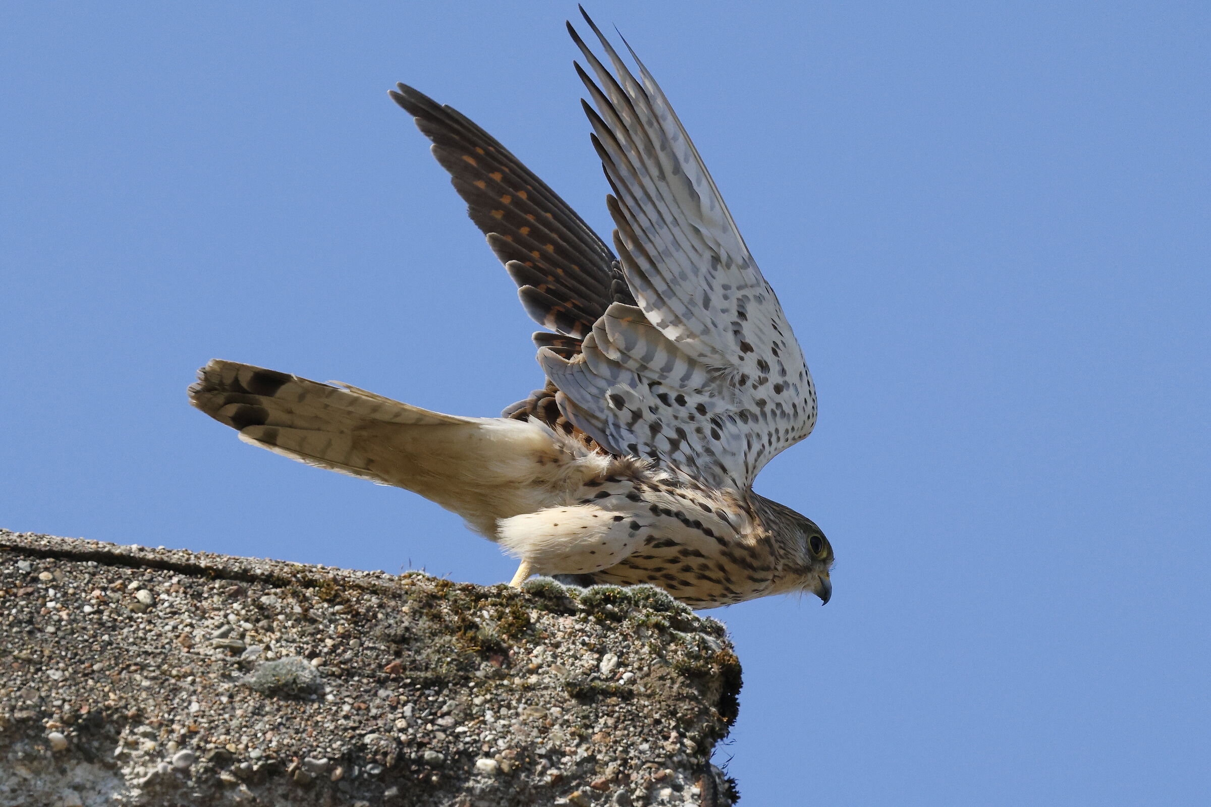 Fasten your seatbelts