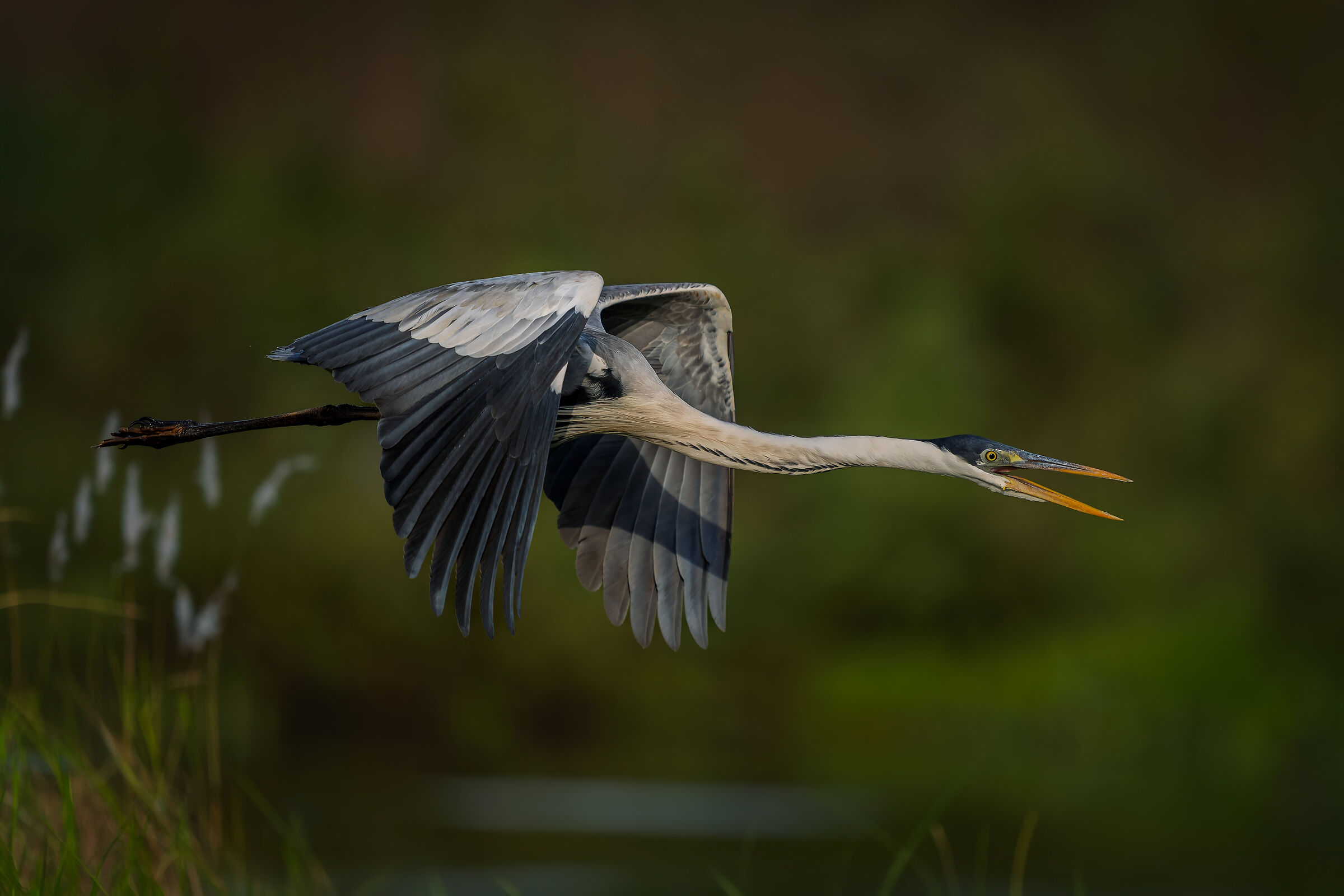Cocoi in flight