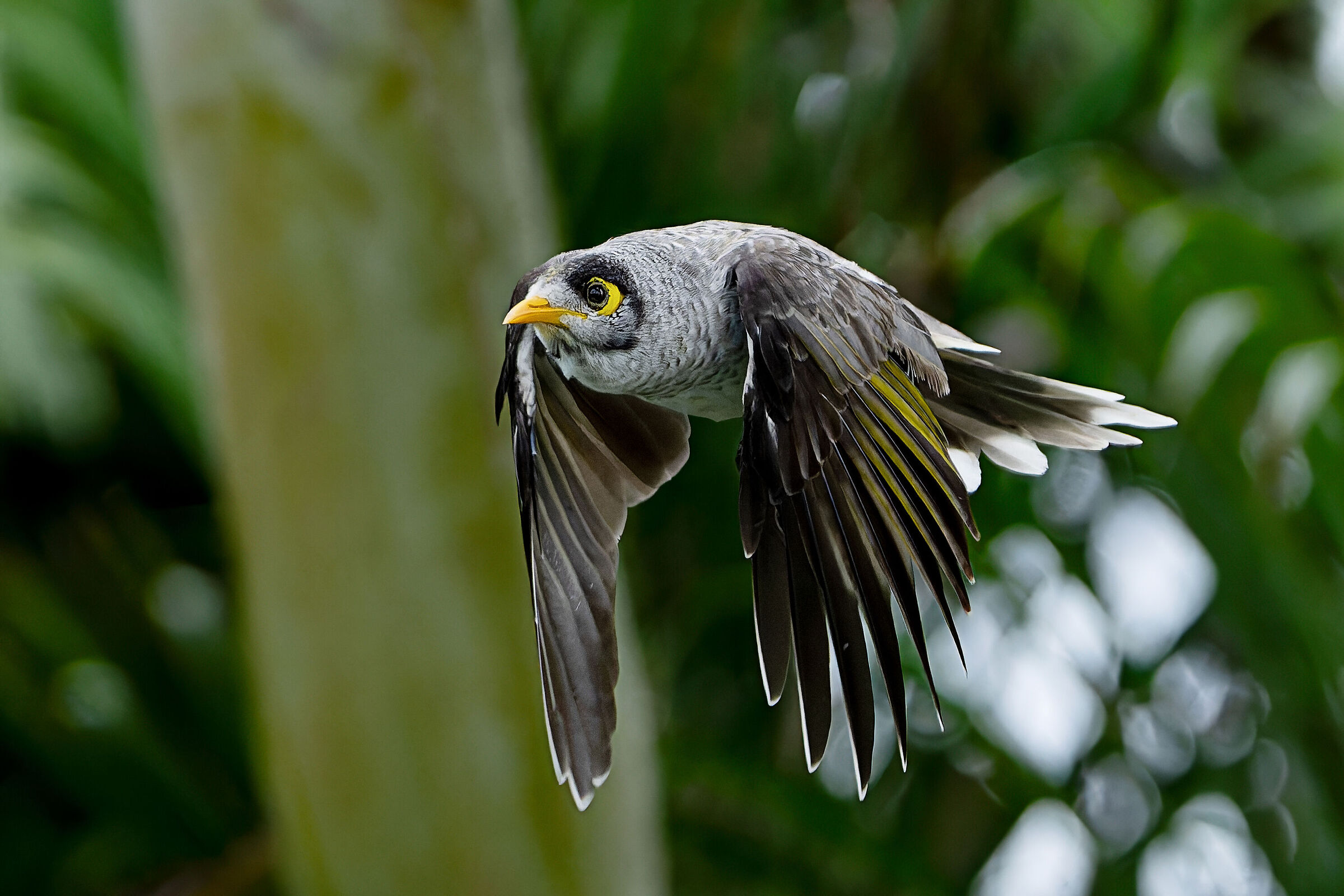 Miner rumoroso (Manorina melanocephala)
