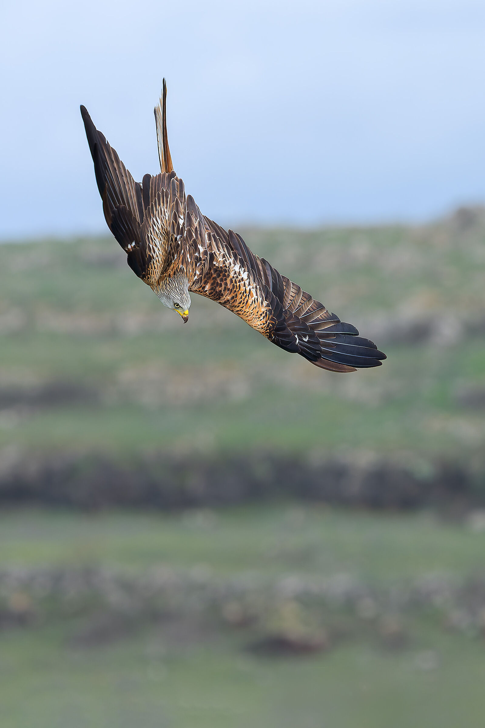 Swooping Red Kite