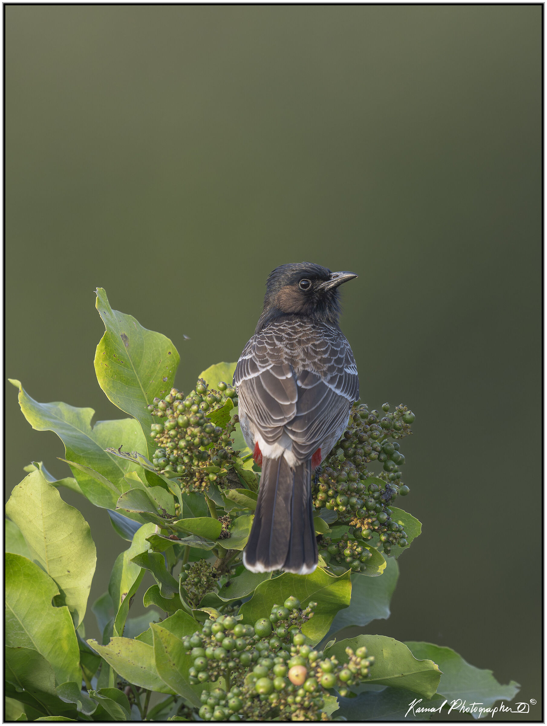 Red-vented bulbul (Pycnonotus cafer)