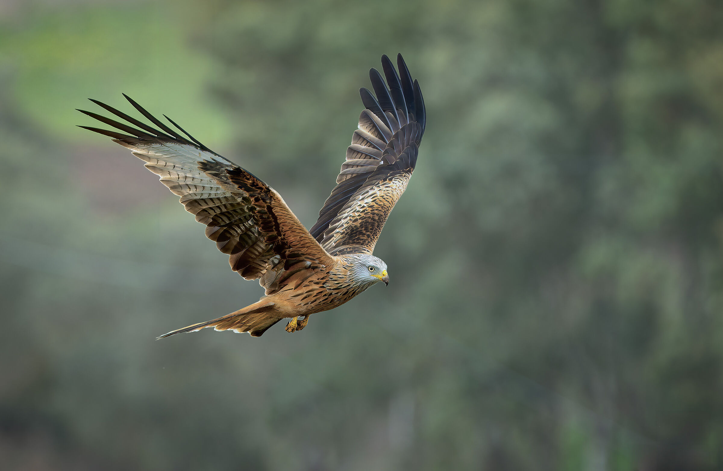 Red Kite