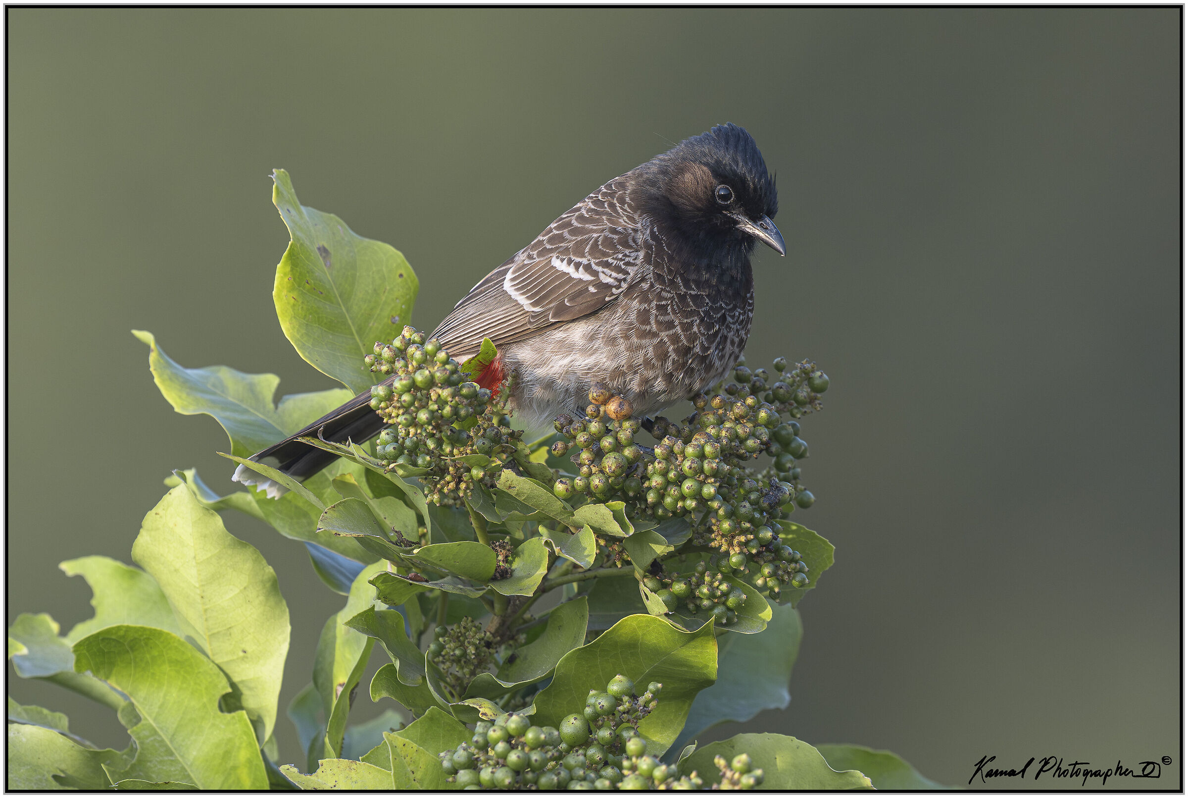 Red-vented bulbul (Pycnonotus cafer)